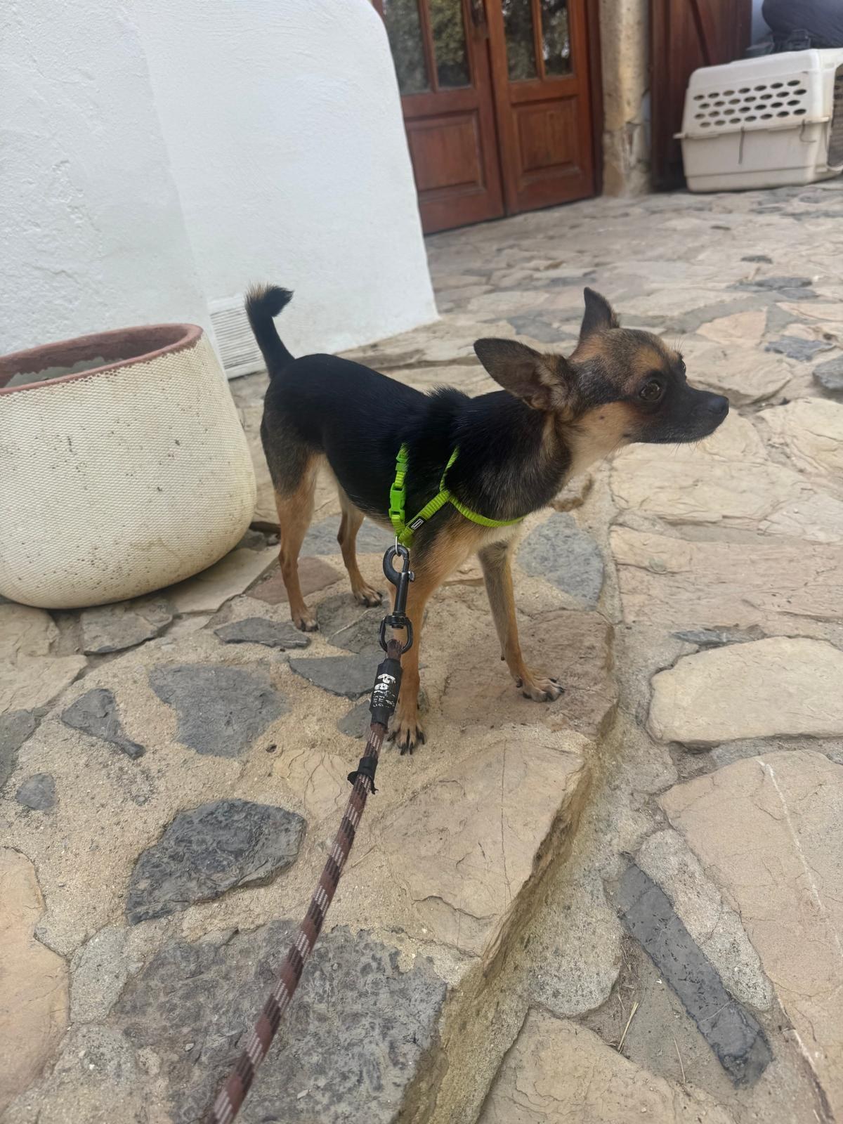 Mango — Hund aus dem Tierschutz