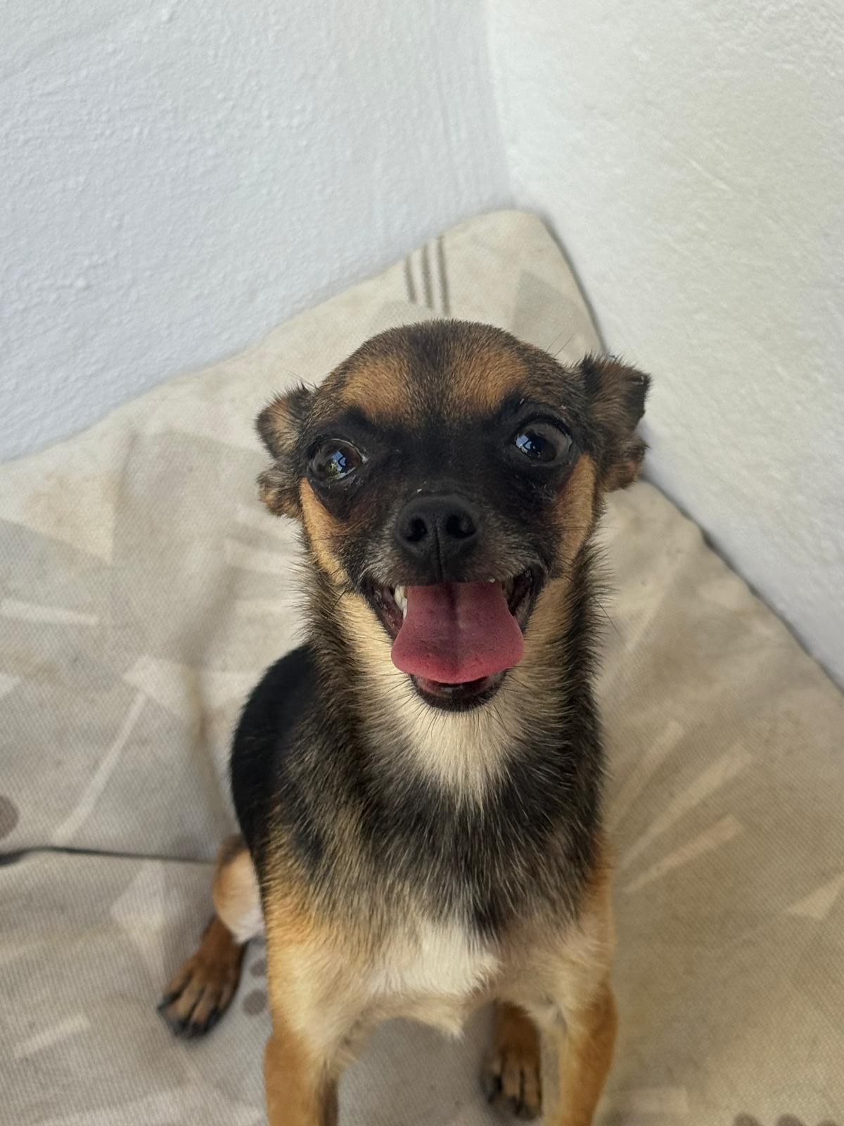 Mango — Hund aus dem Tierschutz