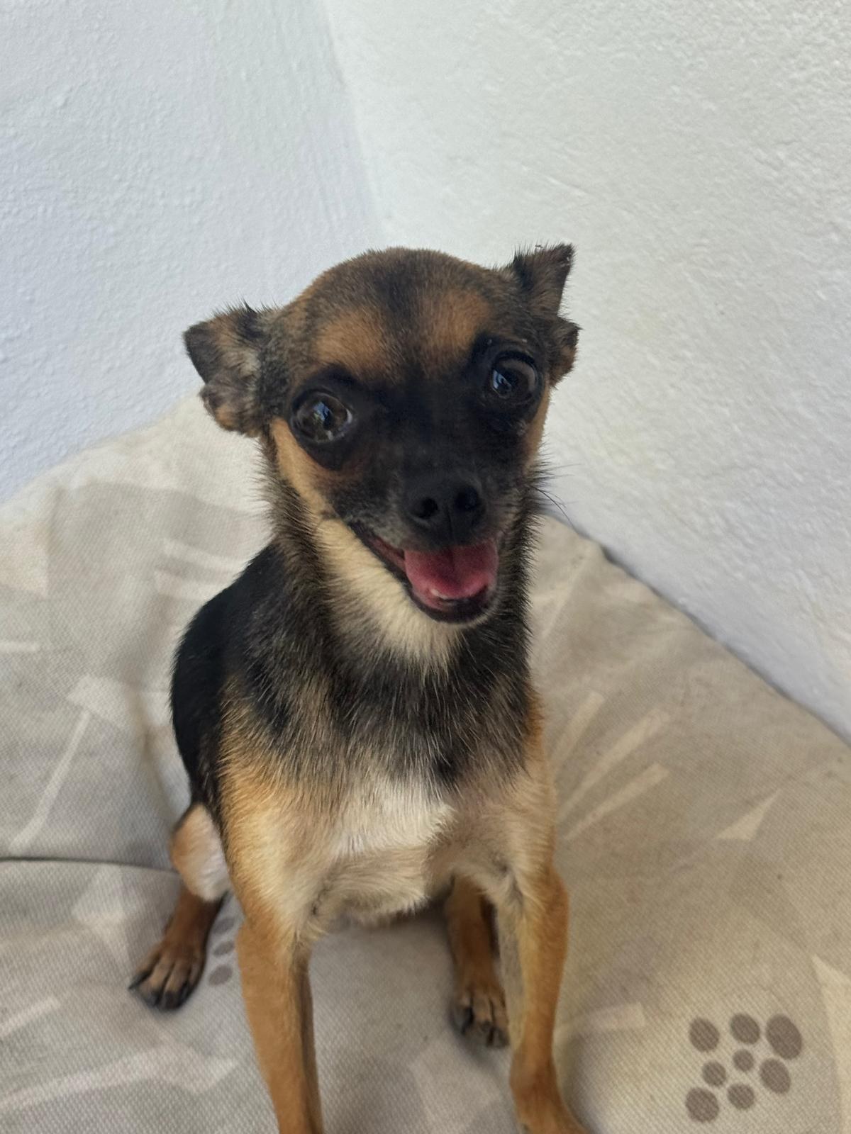 Mango — Hund aus dem Tierschutz