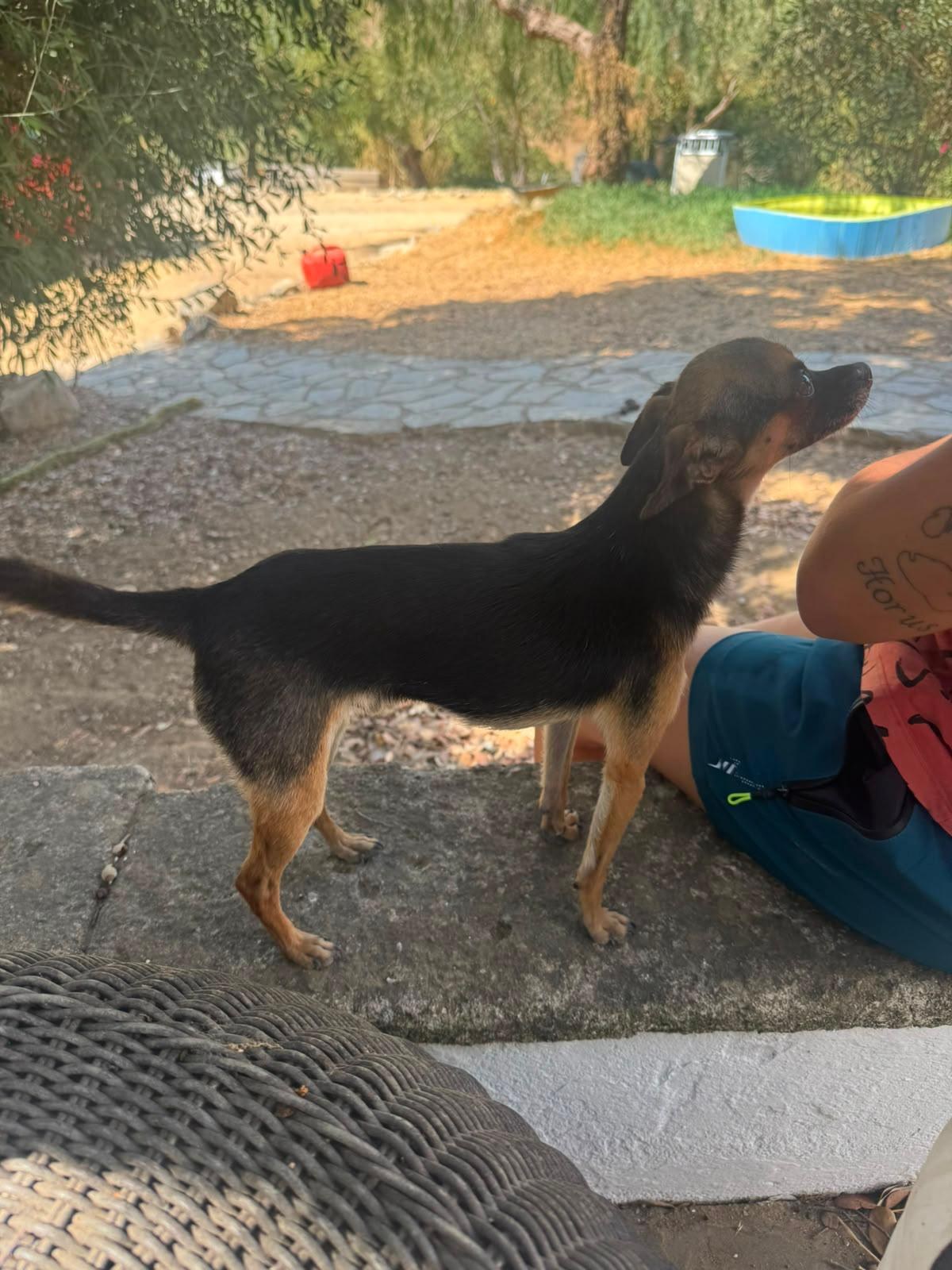 Mango — Hund aus dem Tierschutz