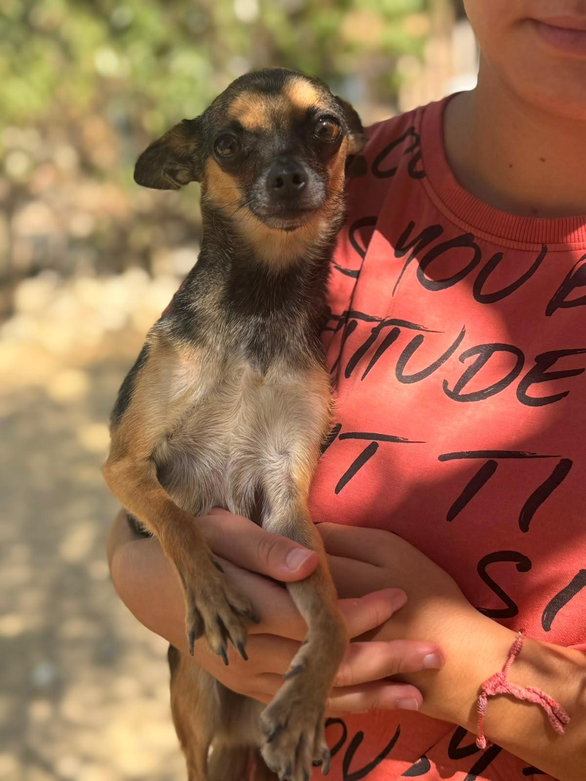 Mango — Hund aus dem Tierschutz