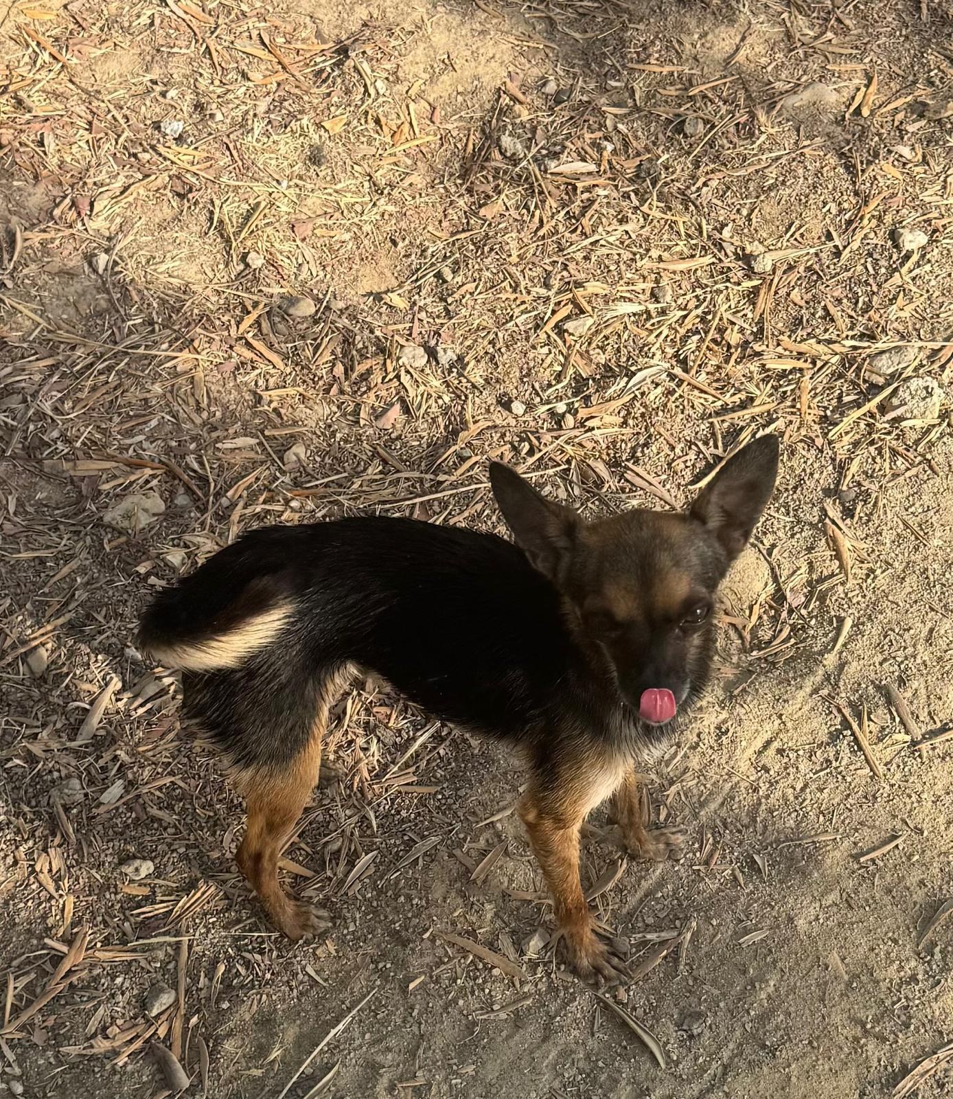 Mango — Hund aus dem Tierschutz
