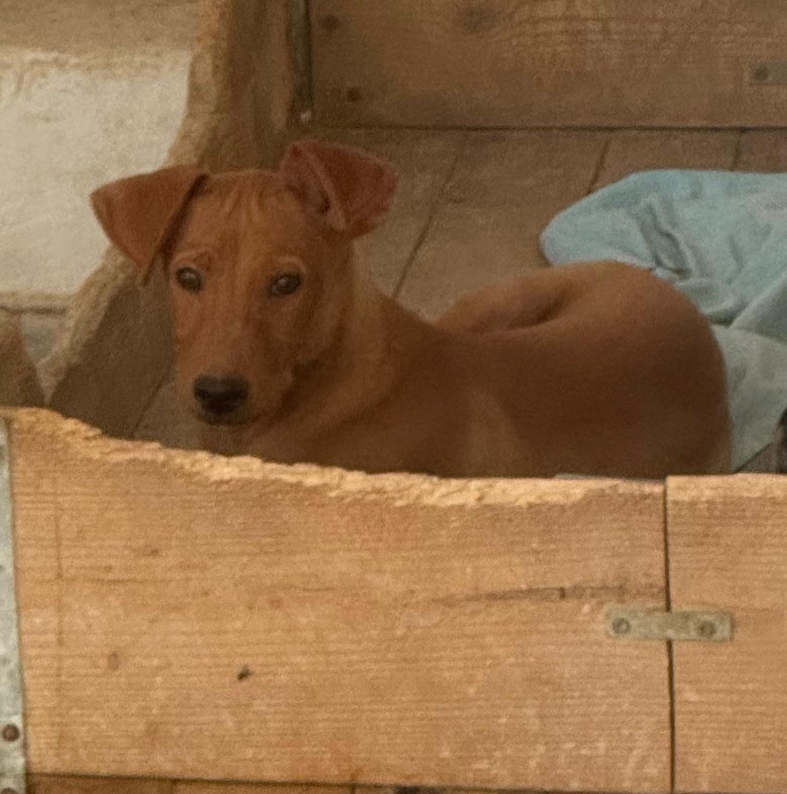 Maverick, Hund aus dem Tierschutz