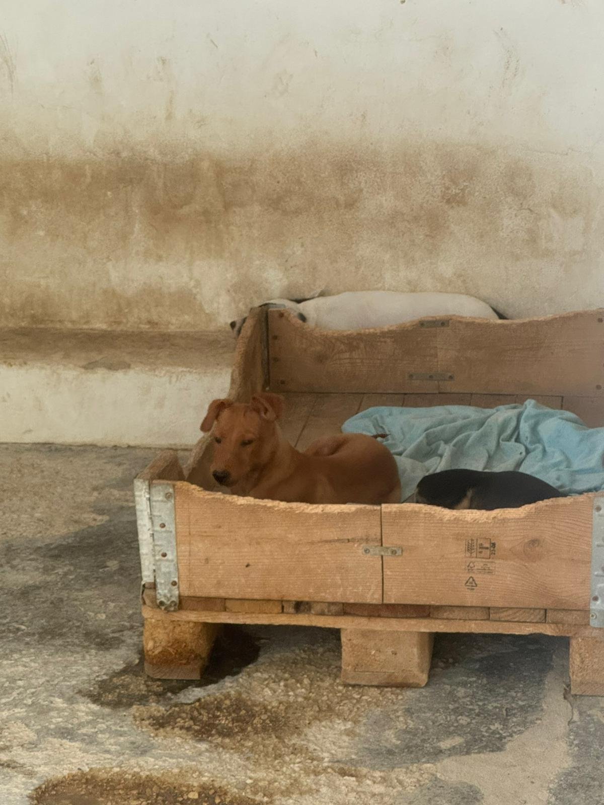 Maverick, Hund aus dem Tierschutz