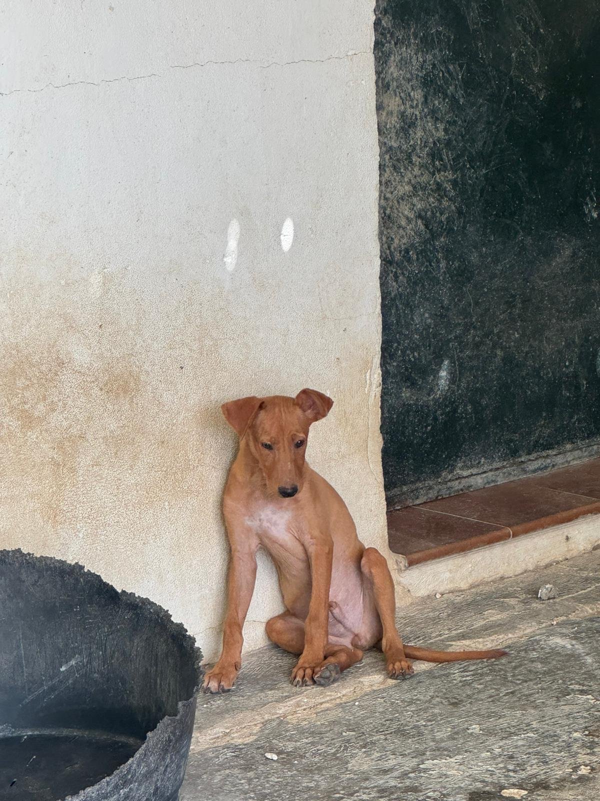Maverick, Hund aus dem Tierschutz