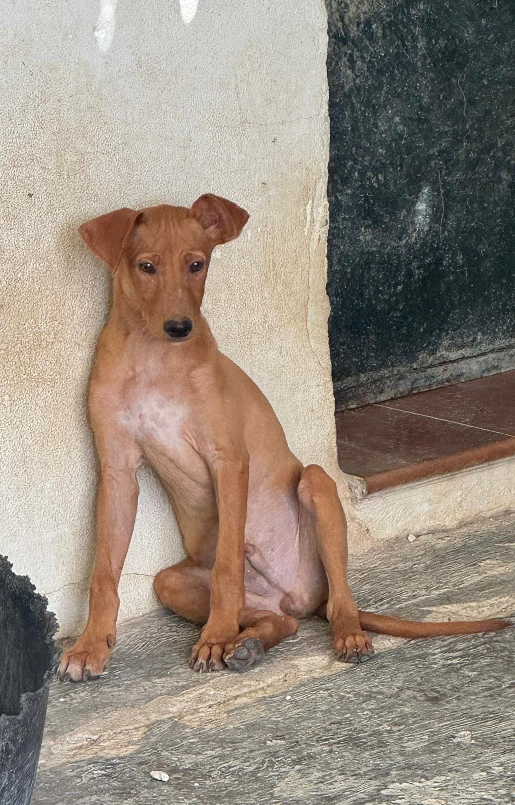 Maverick, Hund aus dem Tierschutz