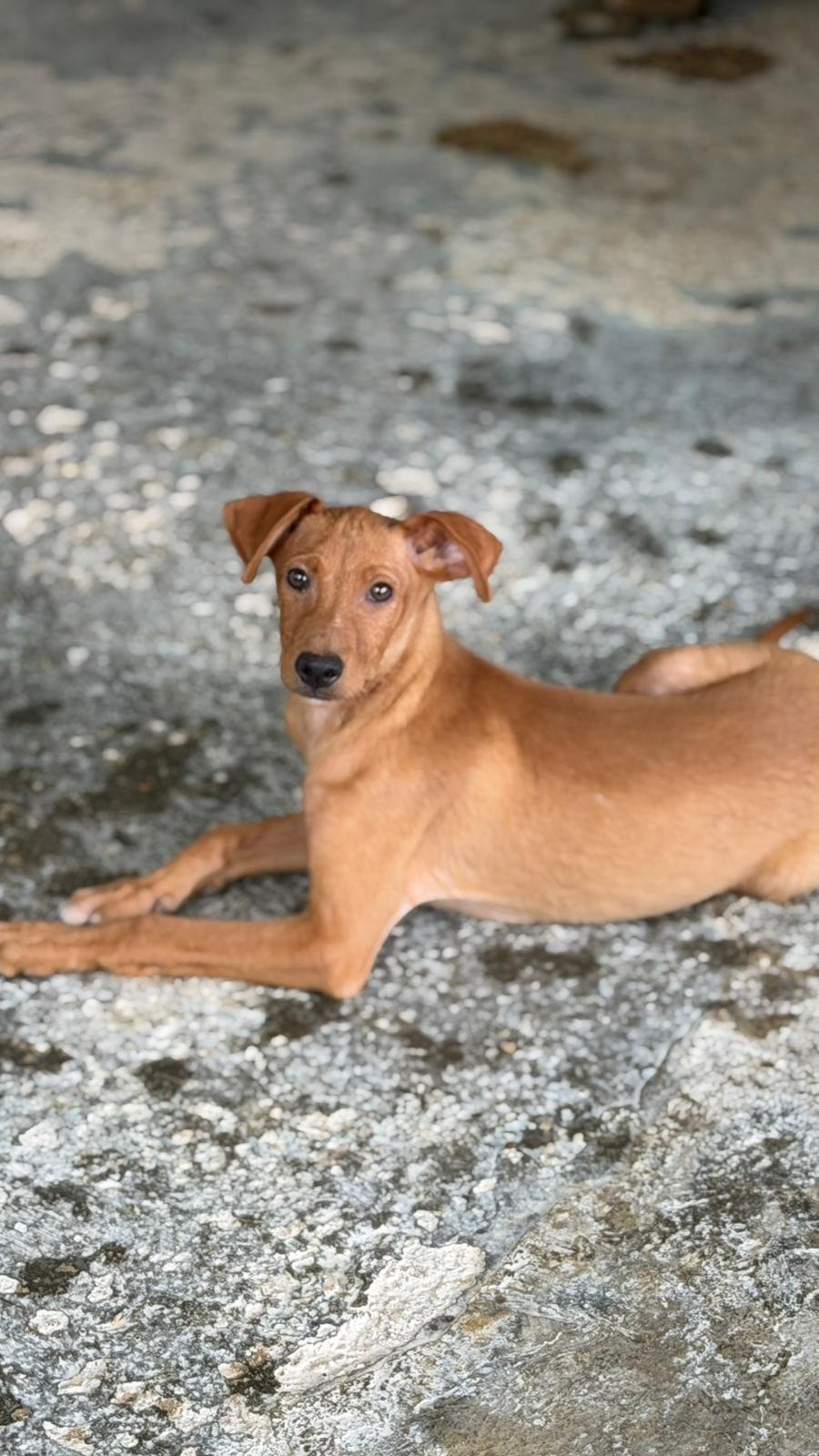 Maverick, Hund aus dem Tierschutz