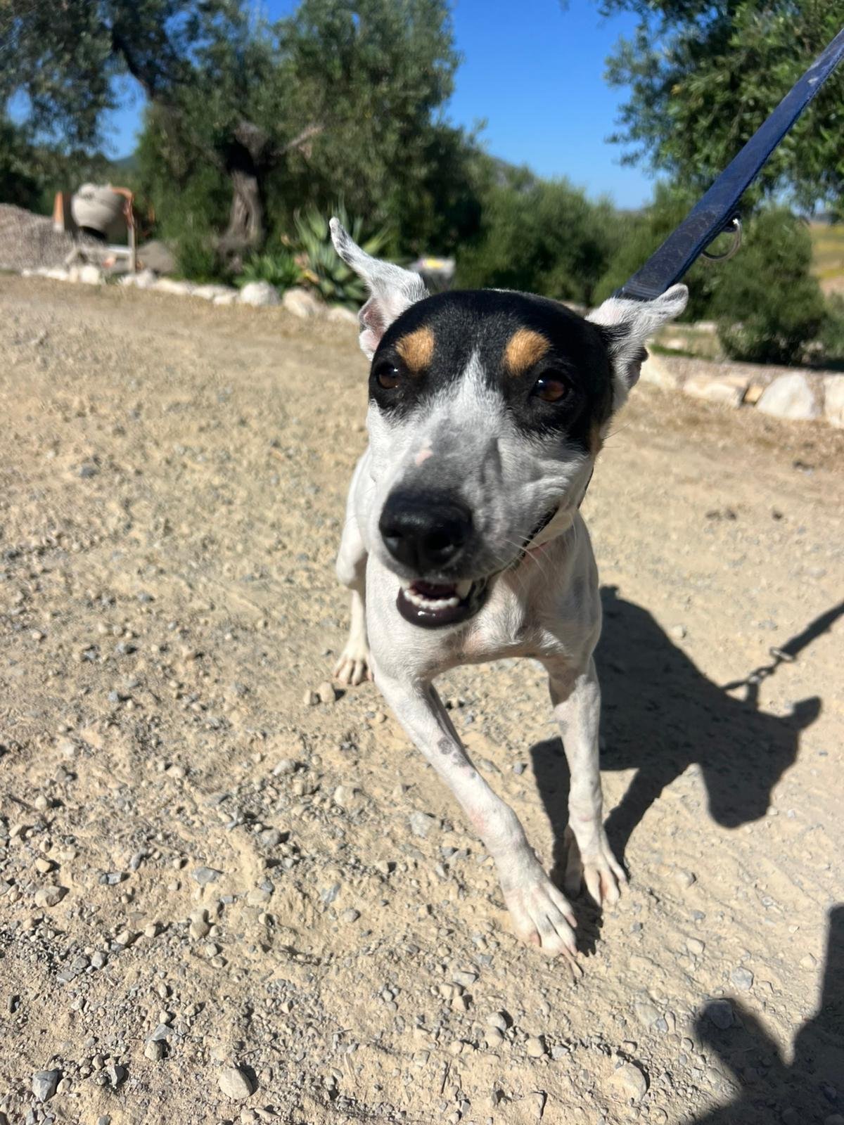 Olivia, Hund aus dem Tierschutz