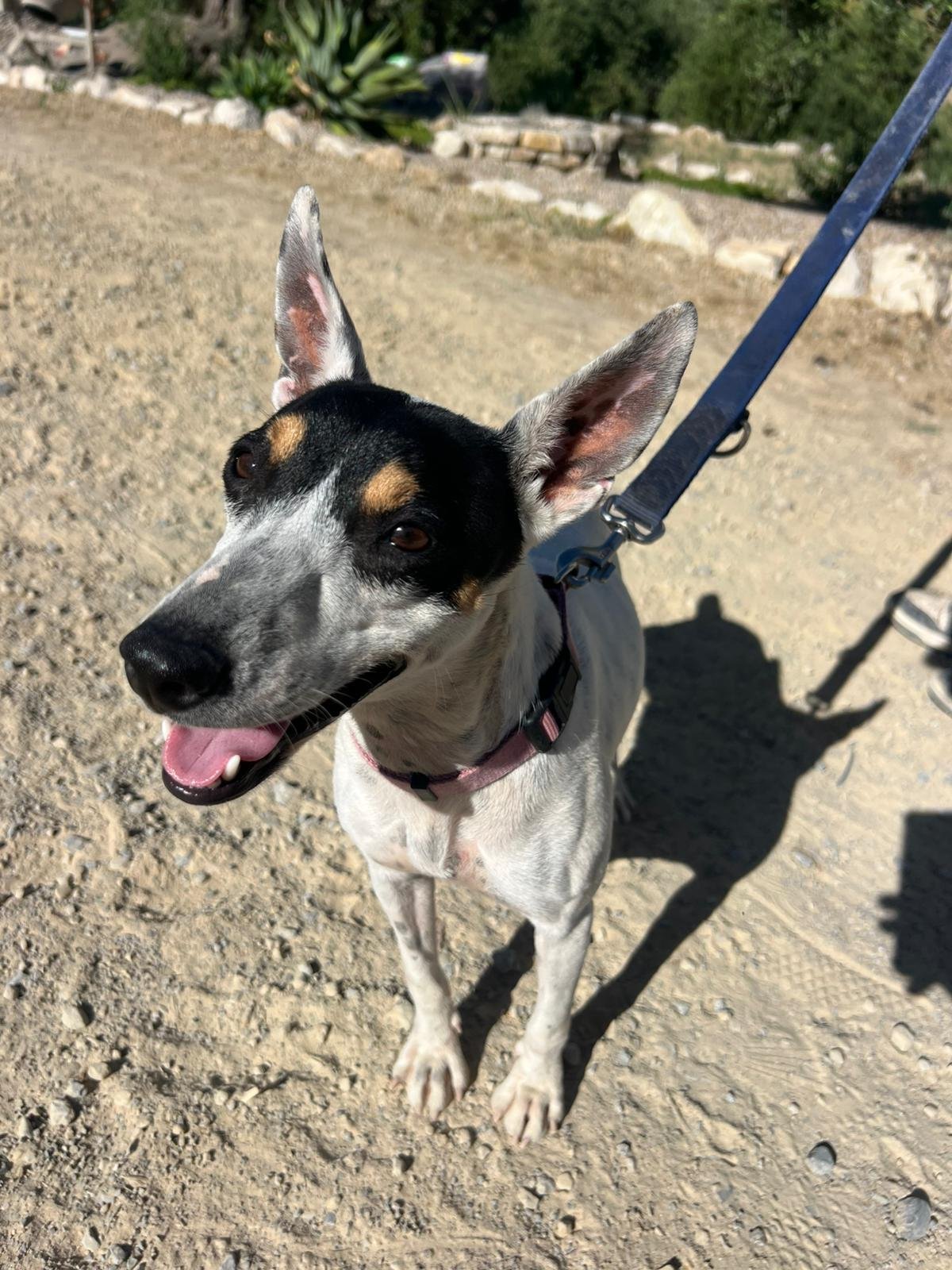 Olivia, Hund aus dem Tierschutz