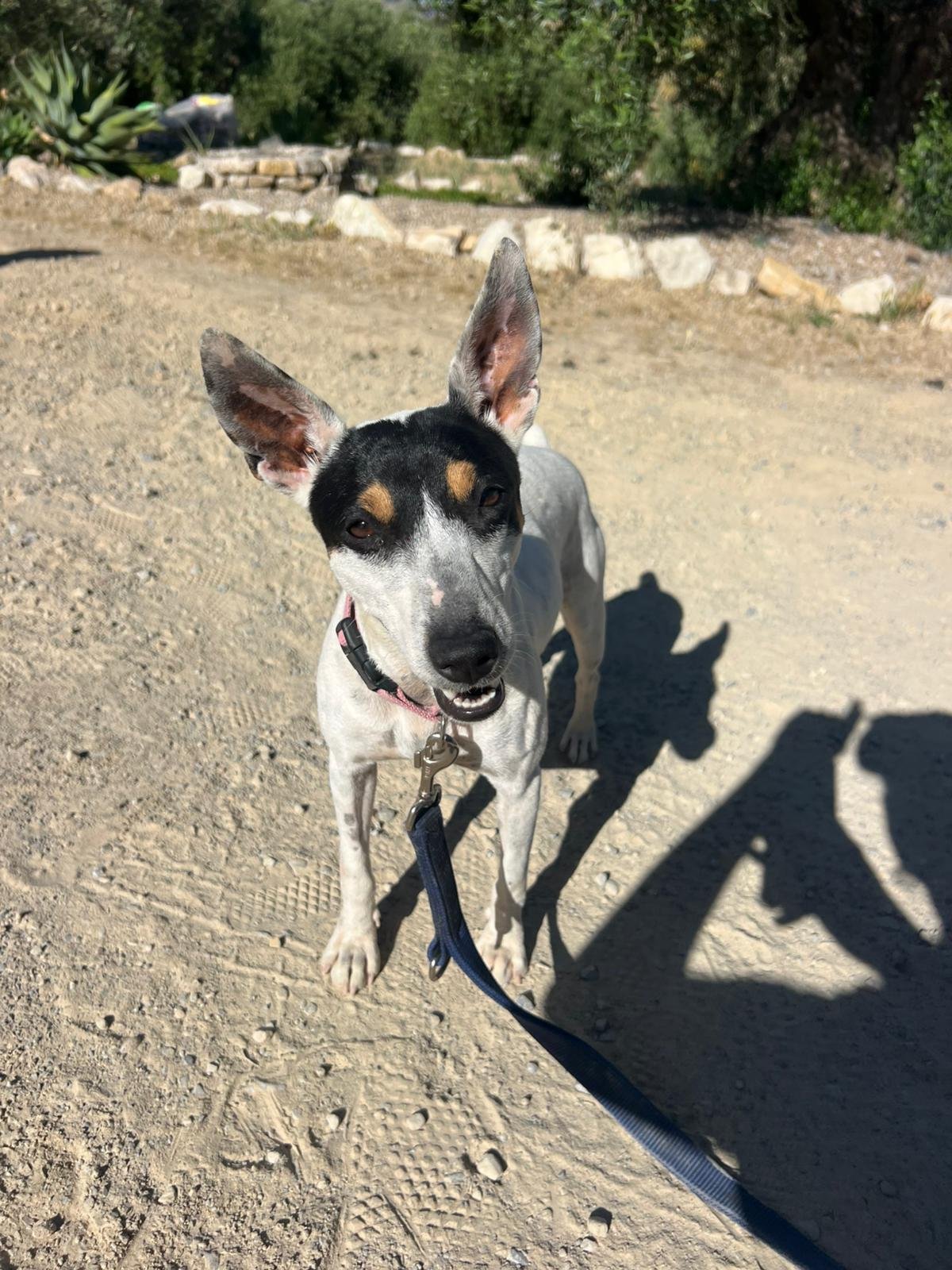 Olivia, Hund aus dem Tierschutz