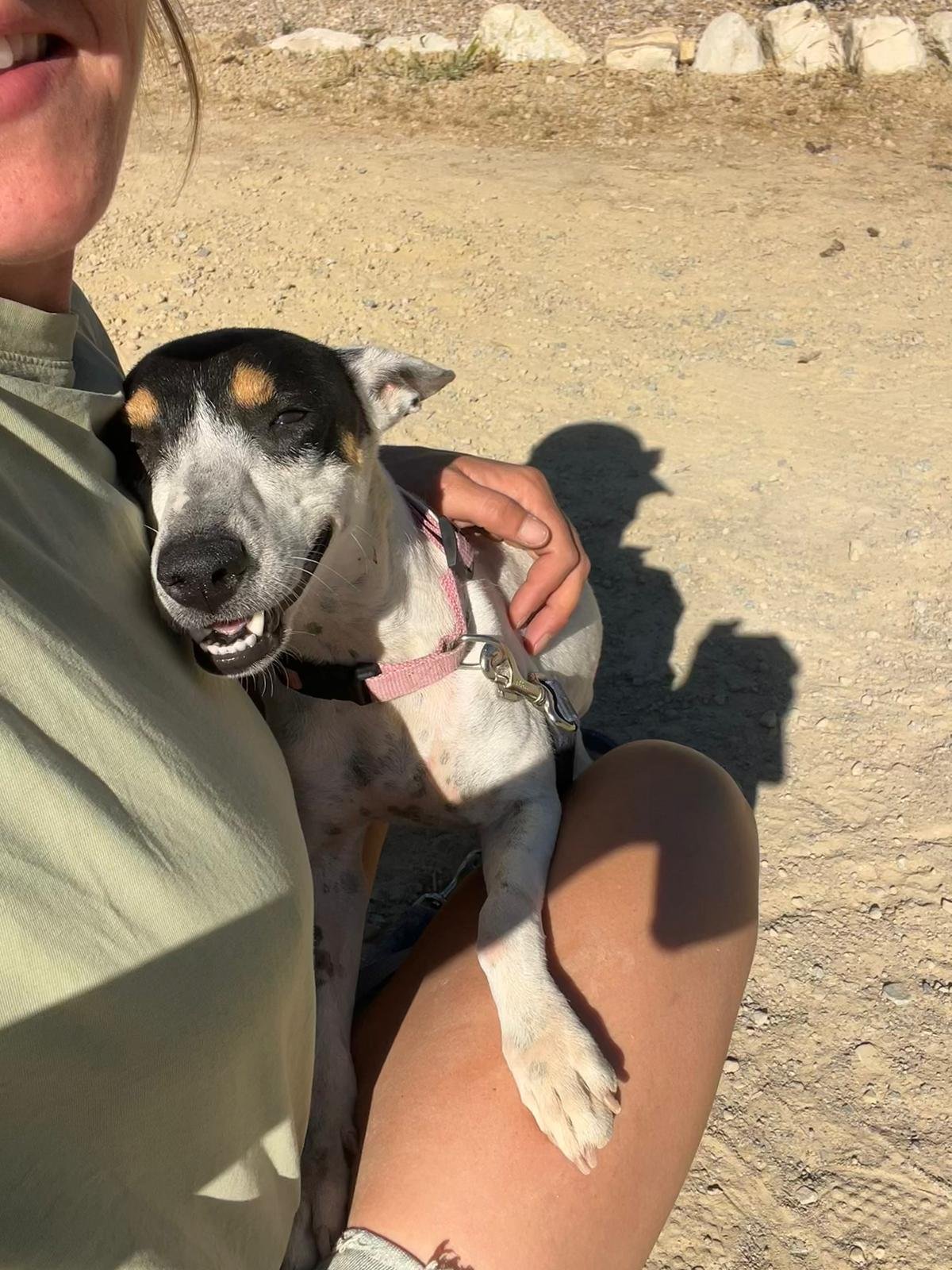 Olivia, Hund aus dem Tierschutz