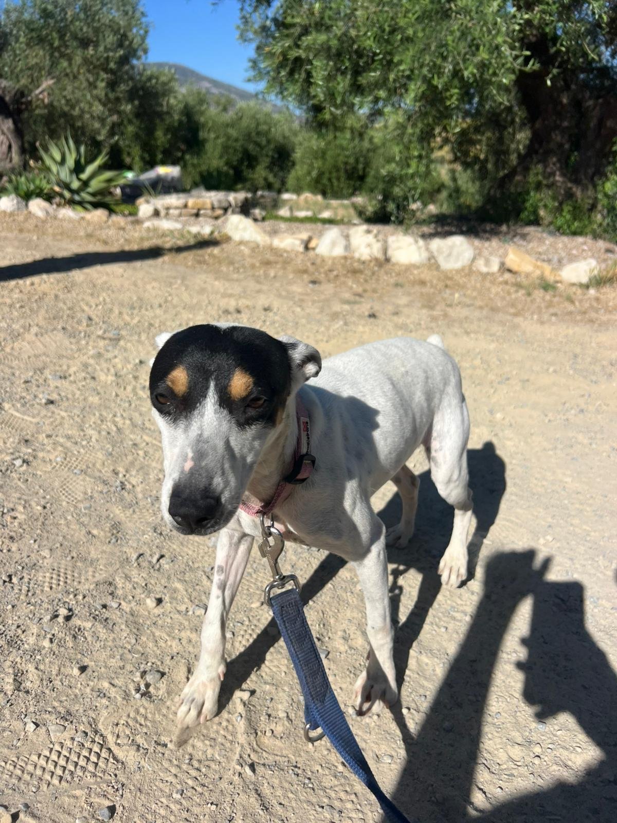 Olivia, Hund aus dem Tierschutz