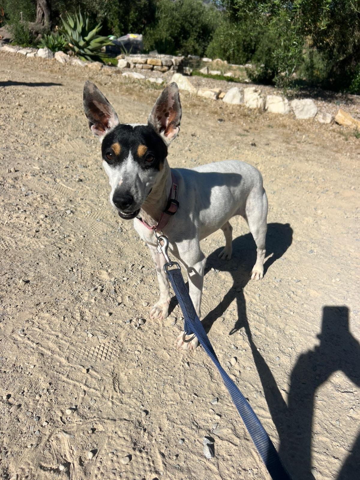 Olivia, Hund aus dem Tierschutz