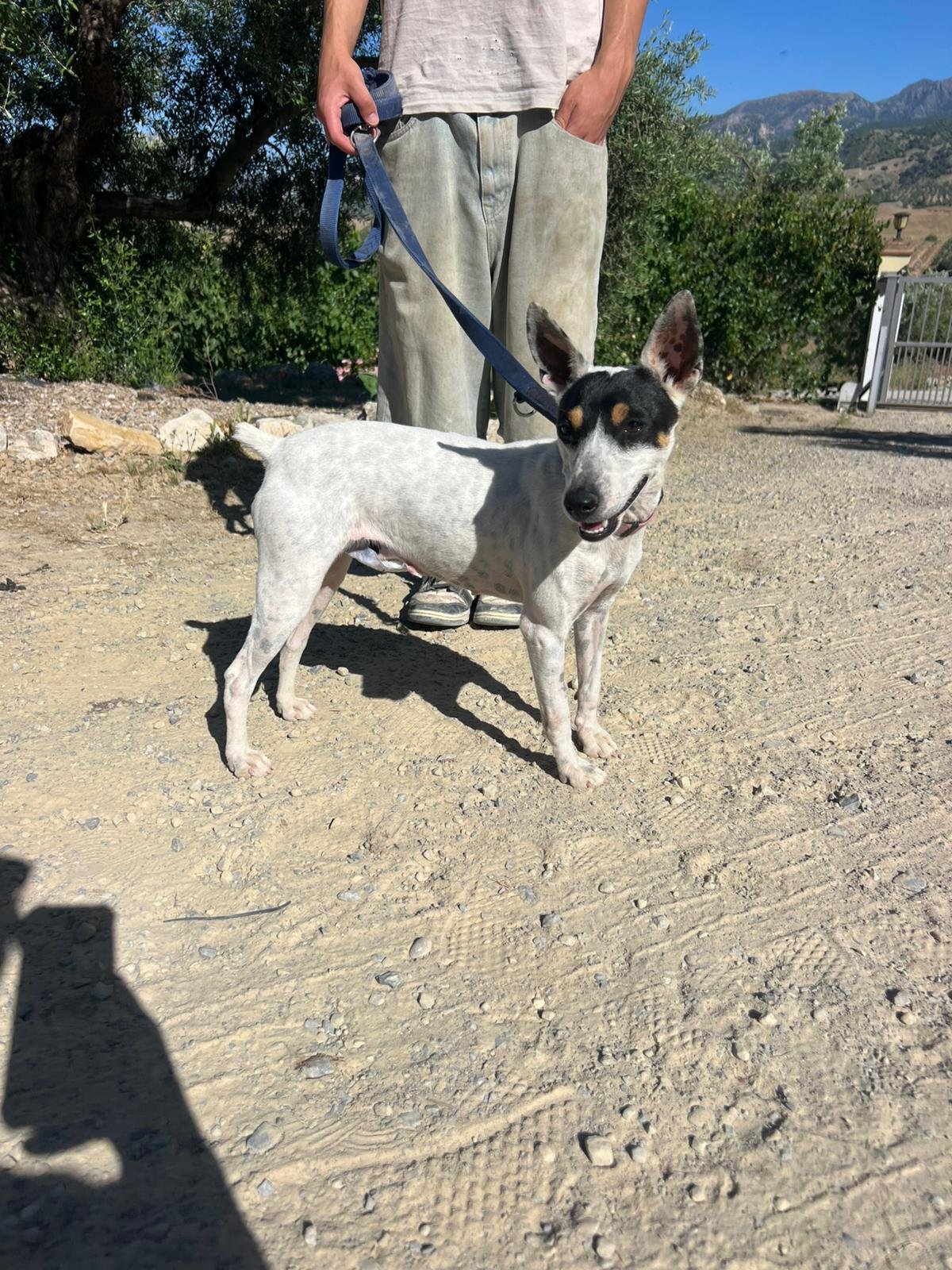 Olivia, Hund aus dem Tierschutz