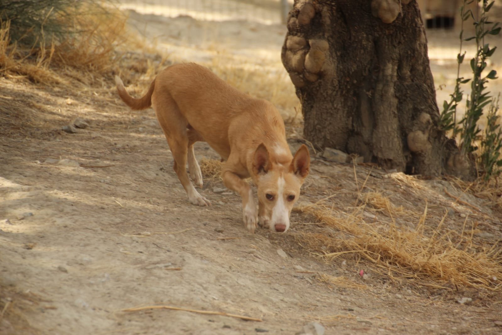Patri, Hund aus dem Tierschutz