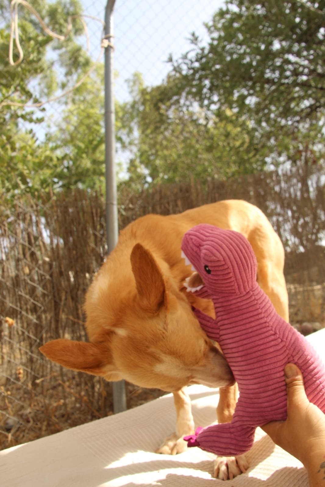 Patri, Hund aus dem Tierschutz