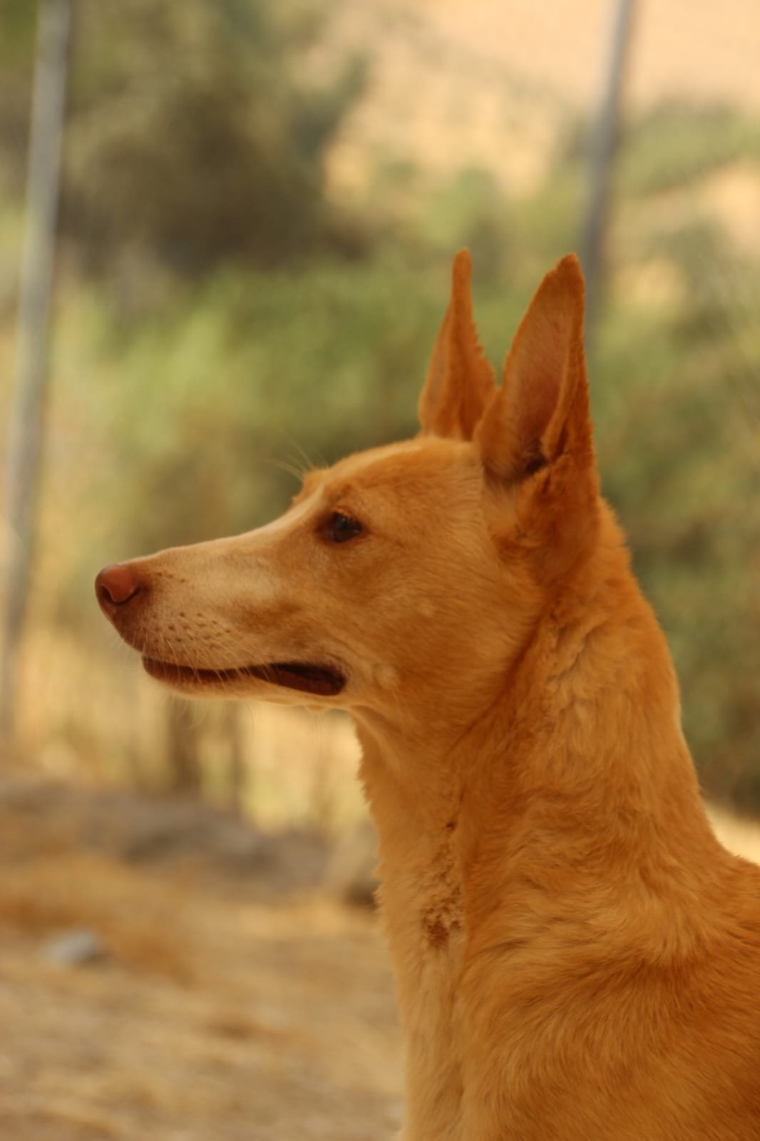 Patri, Hund aus dem Tierschutz