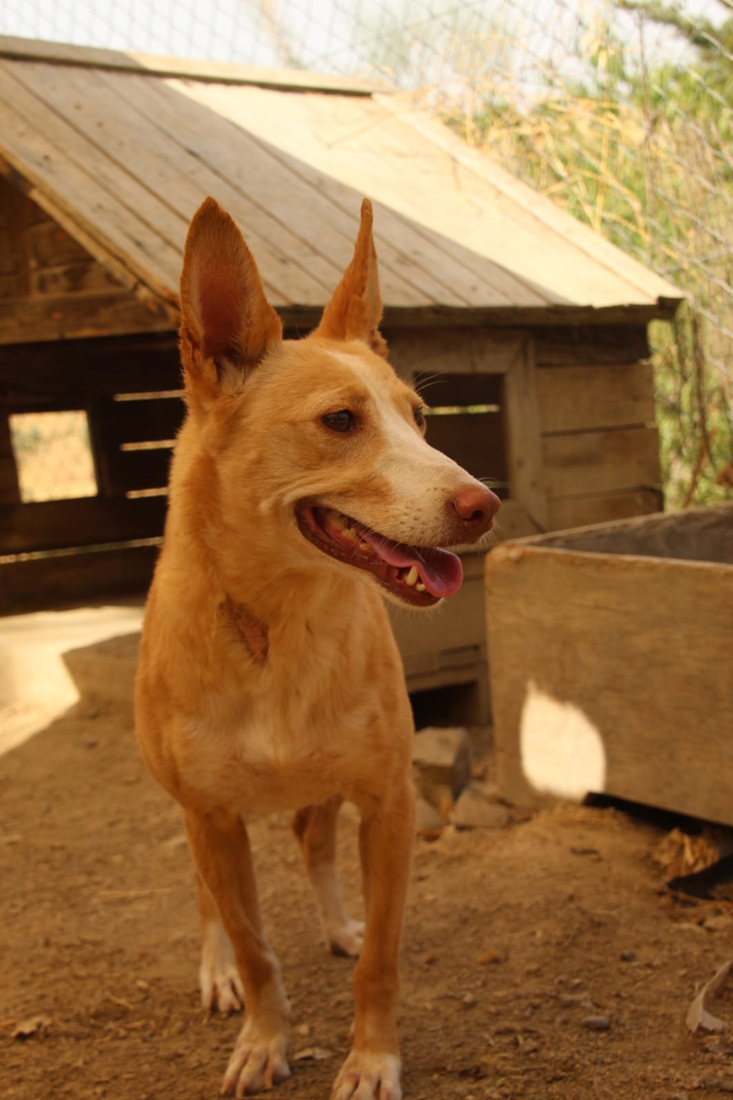 Patri, Hund aus dem Tierschutz