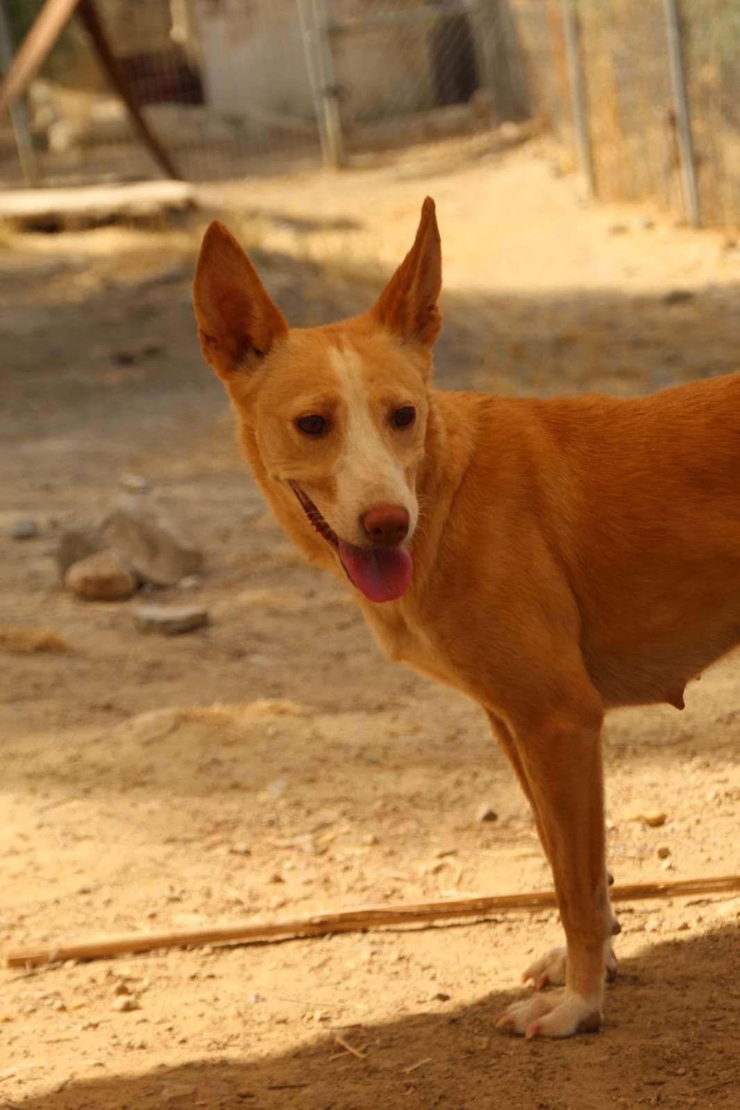 Patri, Hund aus dem Tierschutz