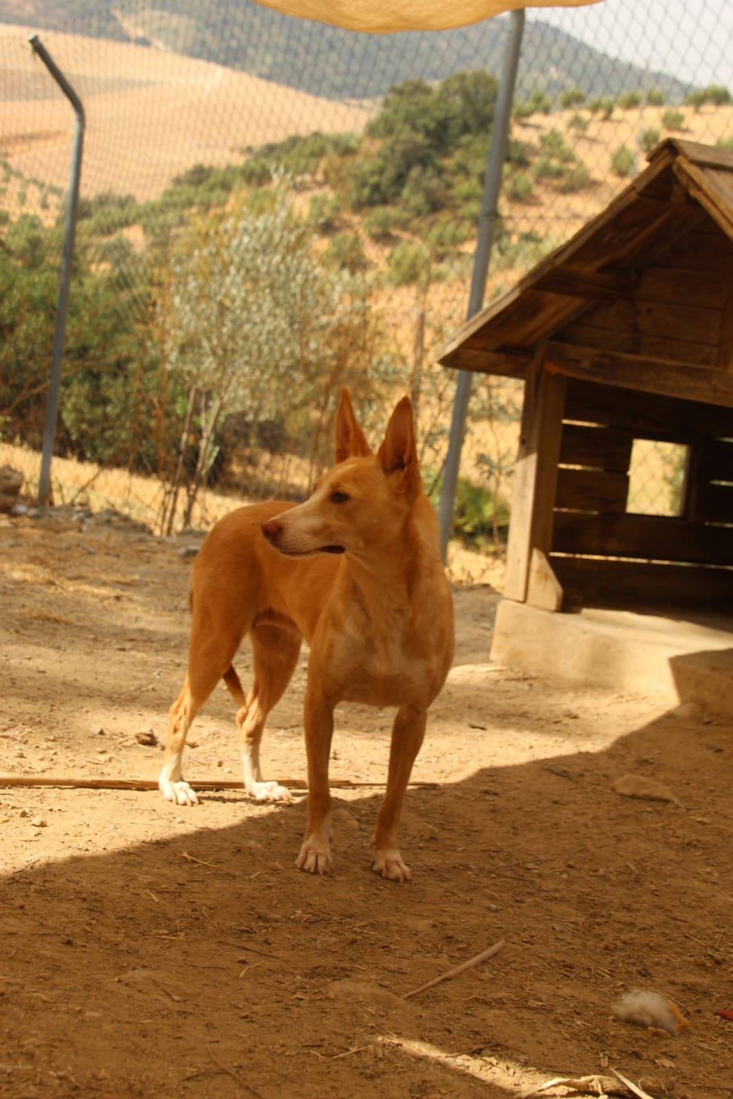 Patri, Hund aus dem Tierschutz