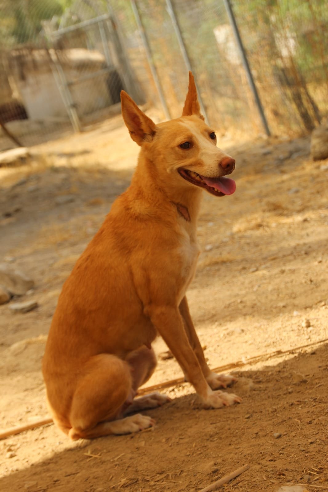 Patri, Hund aus dem Tierschutz