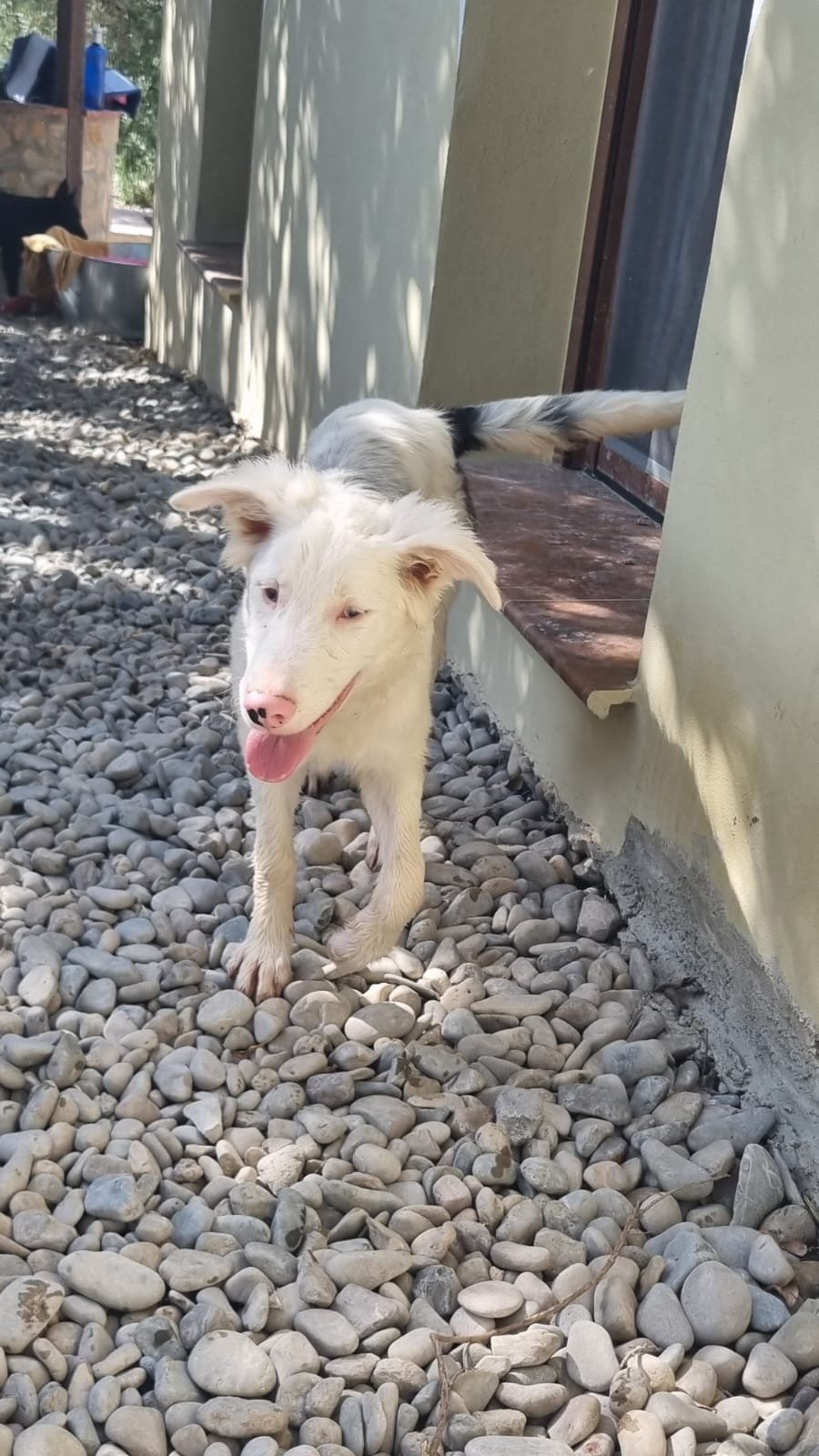 Rajan, Hund aus dem Tierschutz