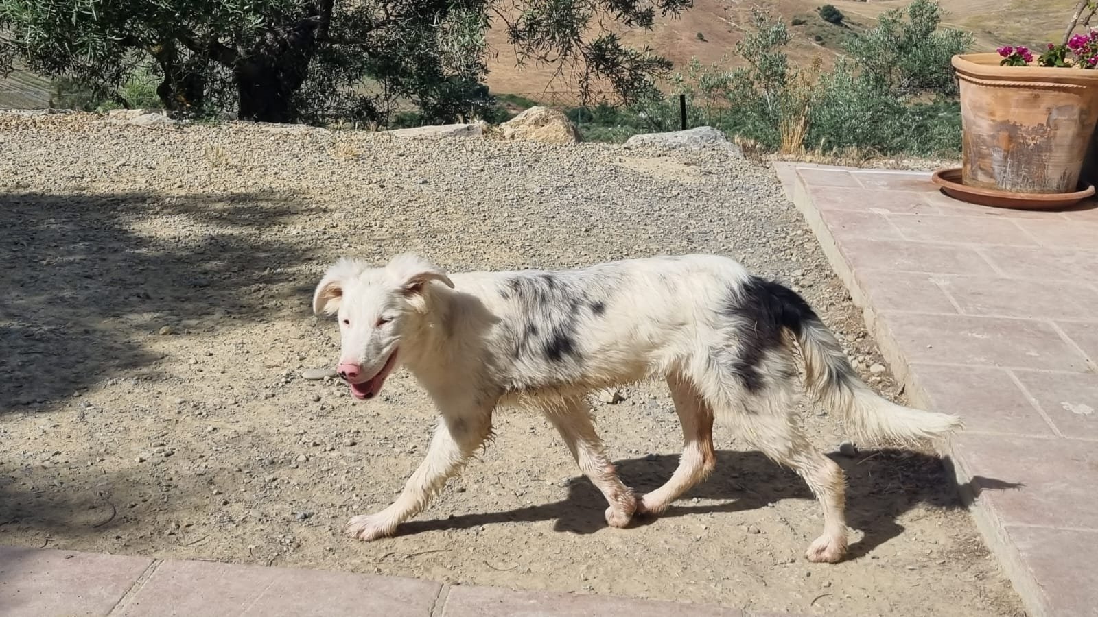 Rajan, Hund aus dem Tierschutz