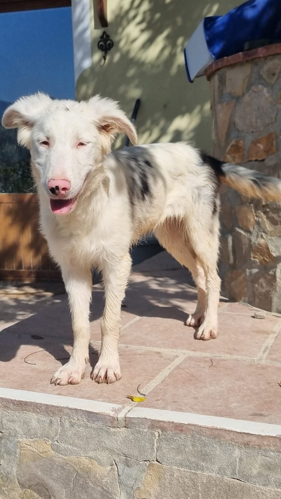 Rajan, Hund aus dem Tierschutz