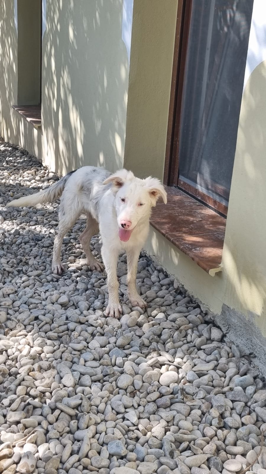 Rajan, Hund aus dem Tierschutz