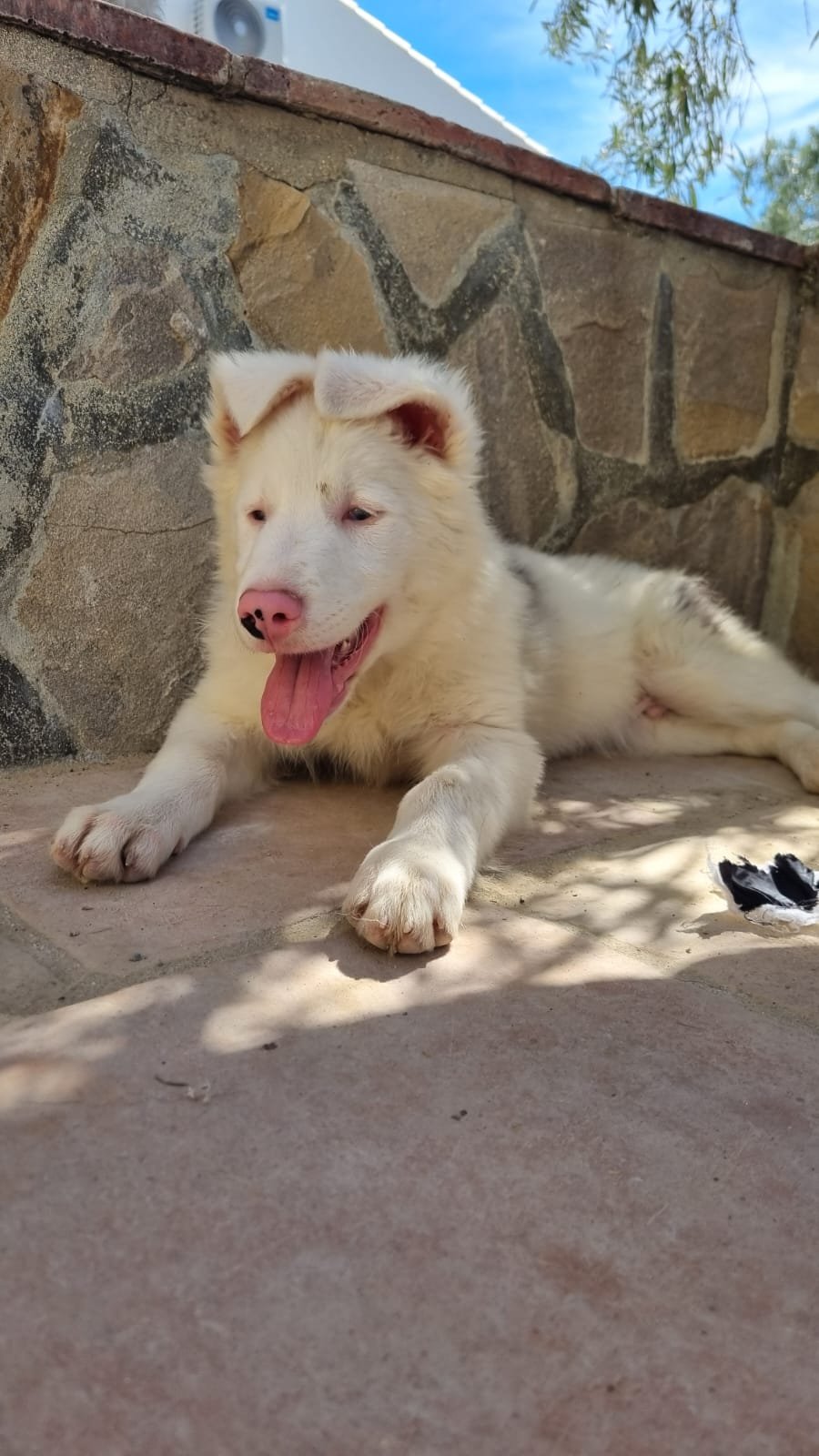 Rajan, Hund aus dem Tierschutz