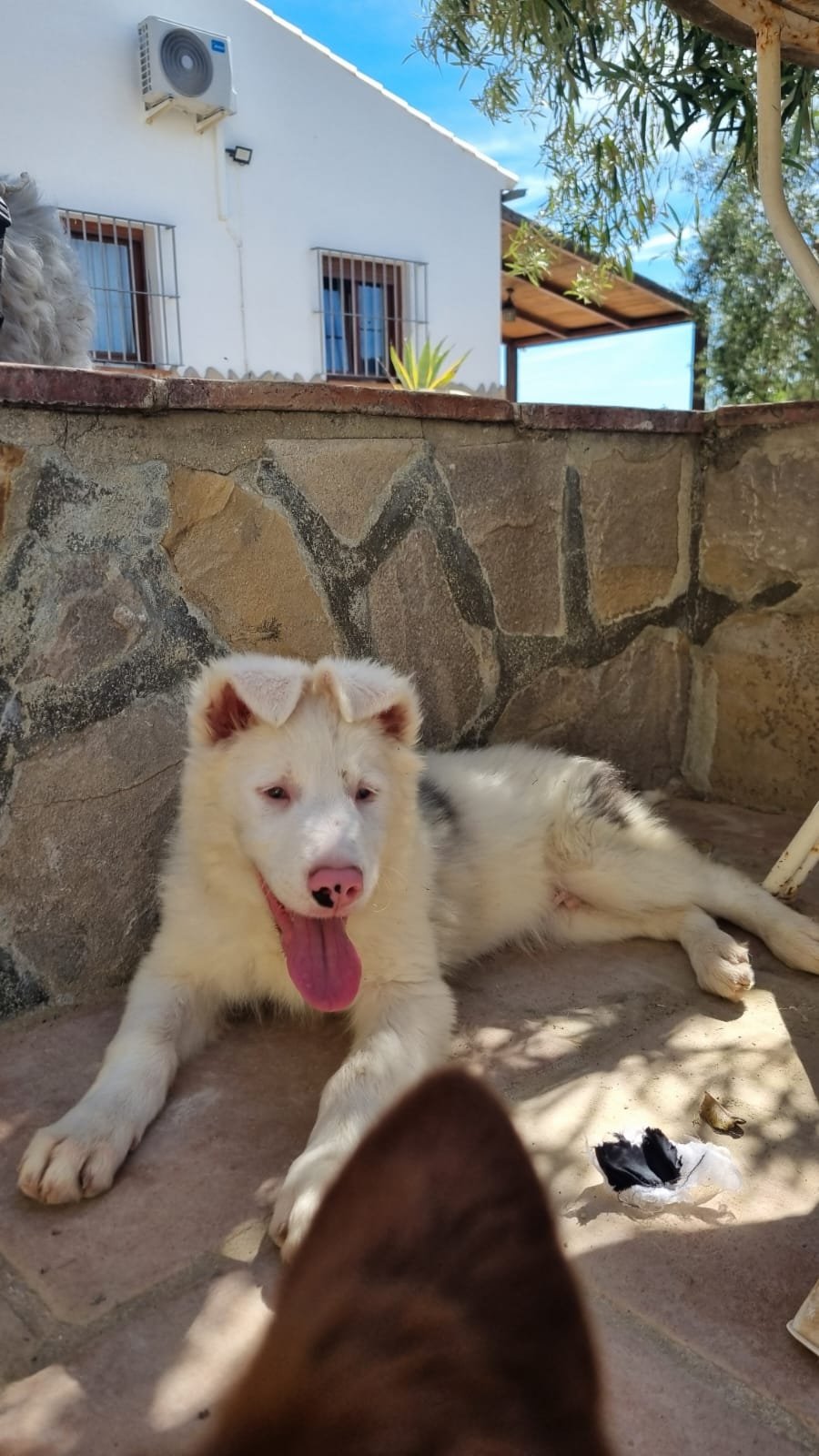 Rajan, Hund aus dem Tierschutz