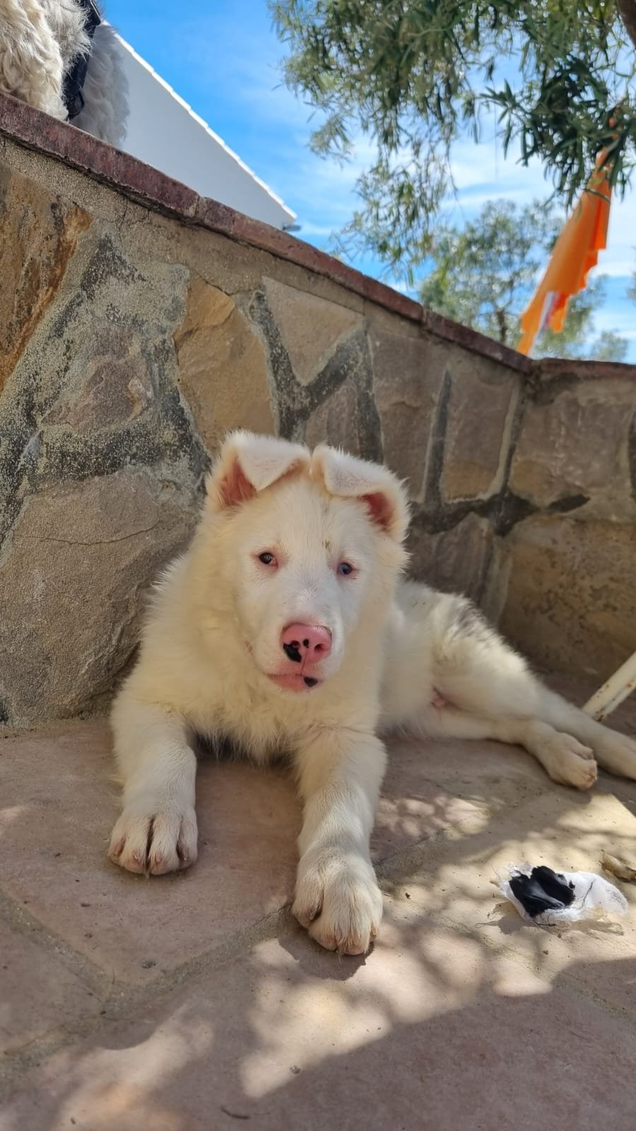 Rajan, Hund aus dem Tierschutz