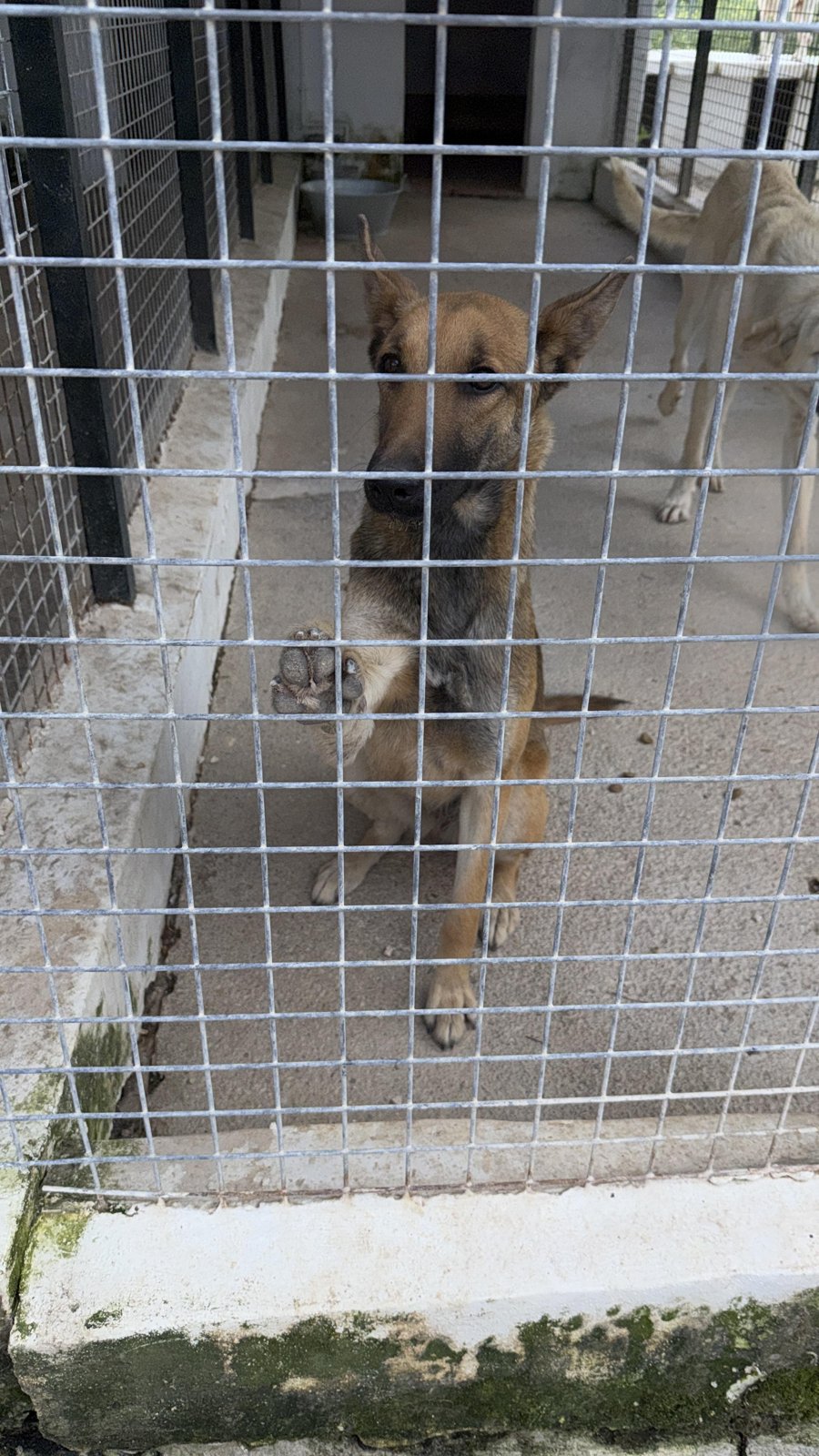 Romeo, Hund aus dem Tierschutz