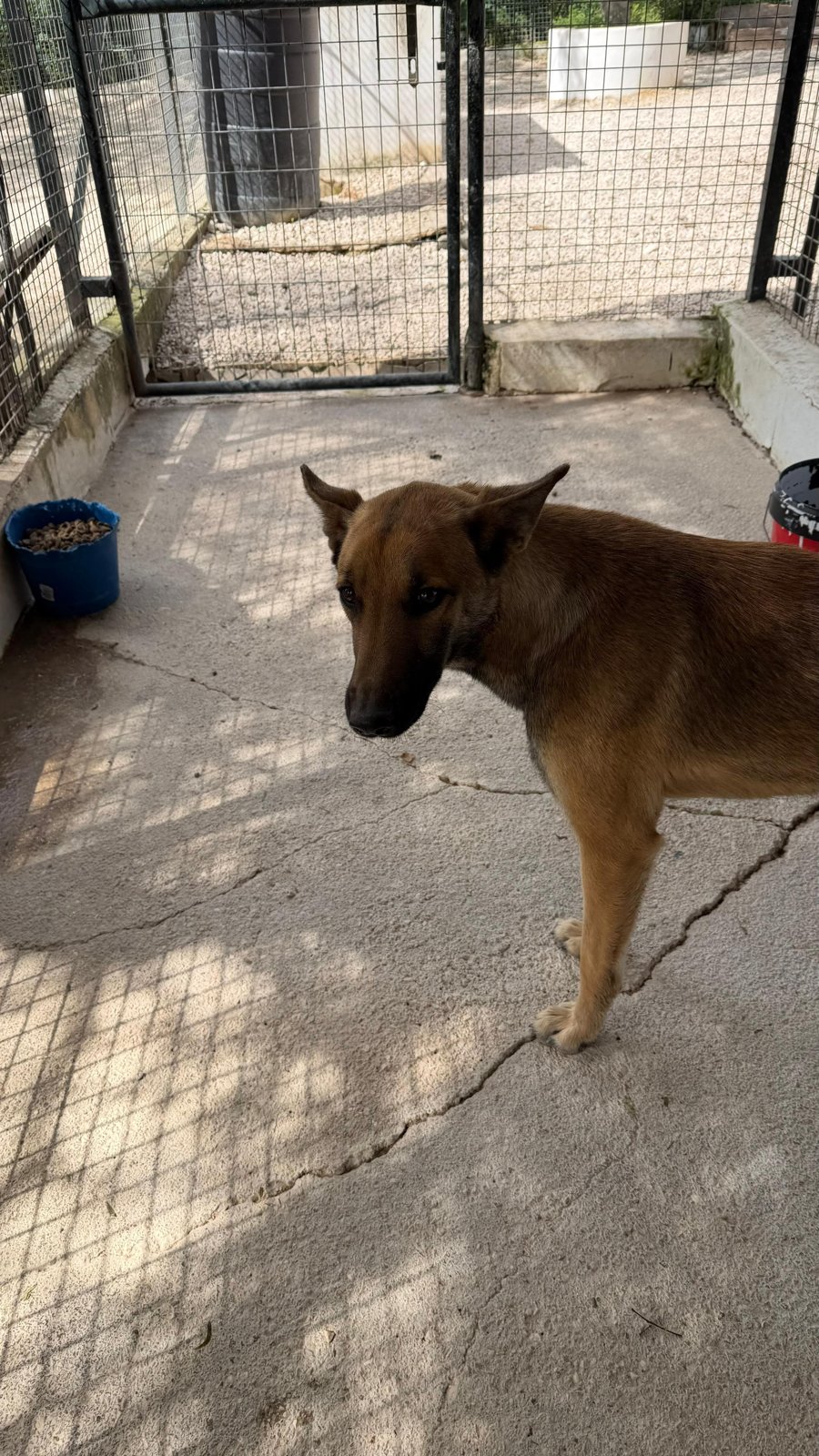 Romeo, Hund aus dem Tierschutz
