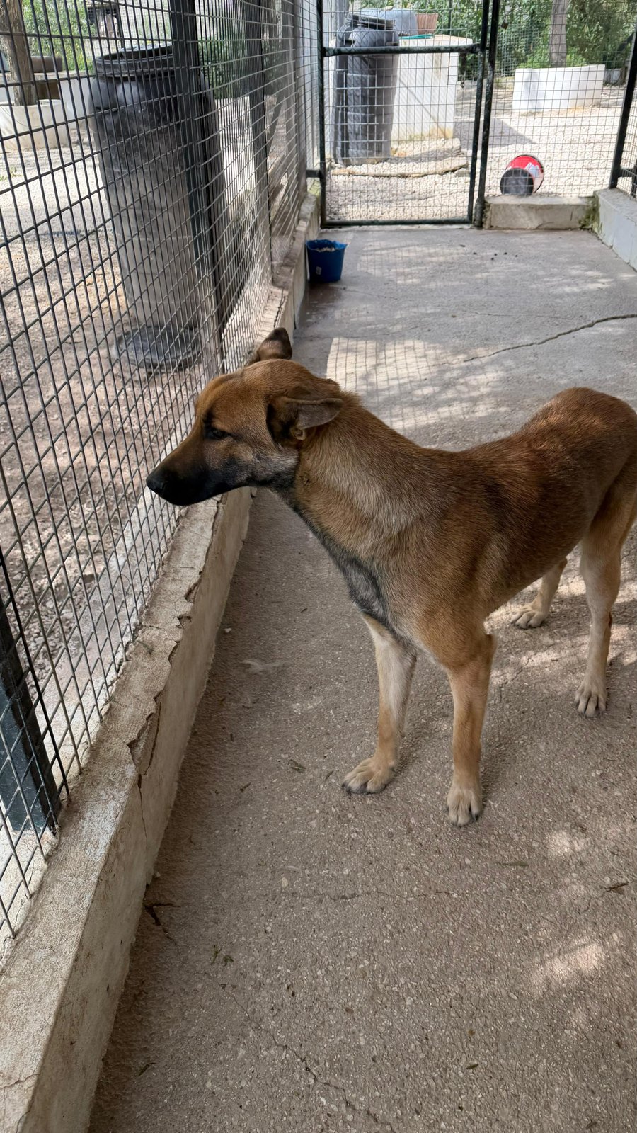 Romeo, Hund aus dem Tierschutz