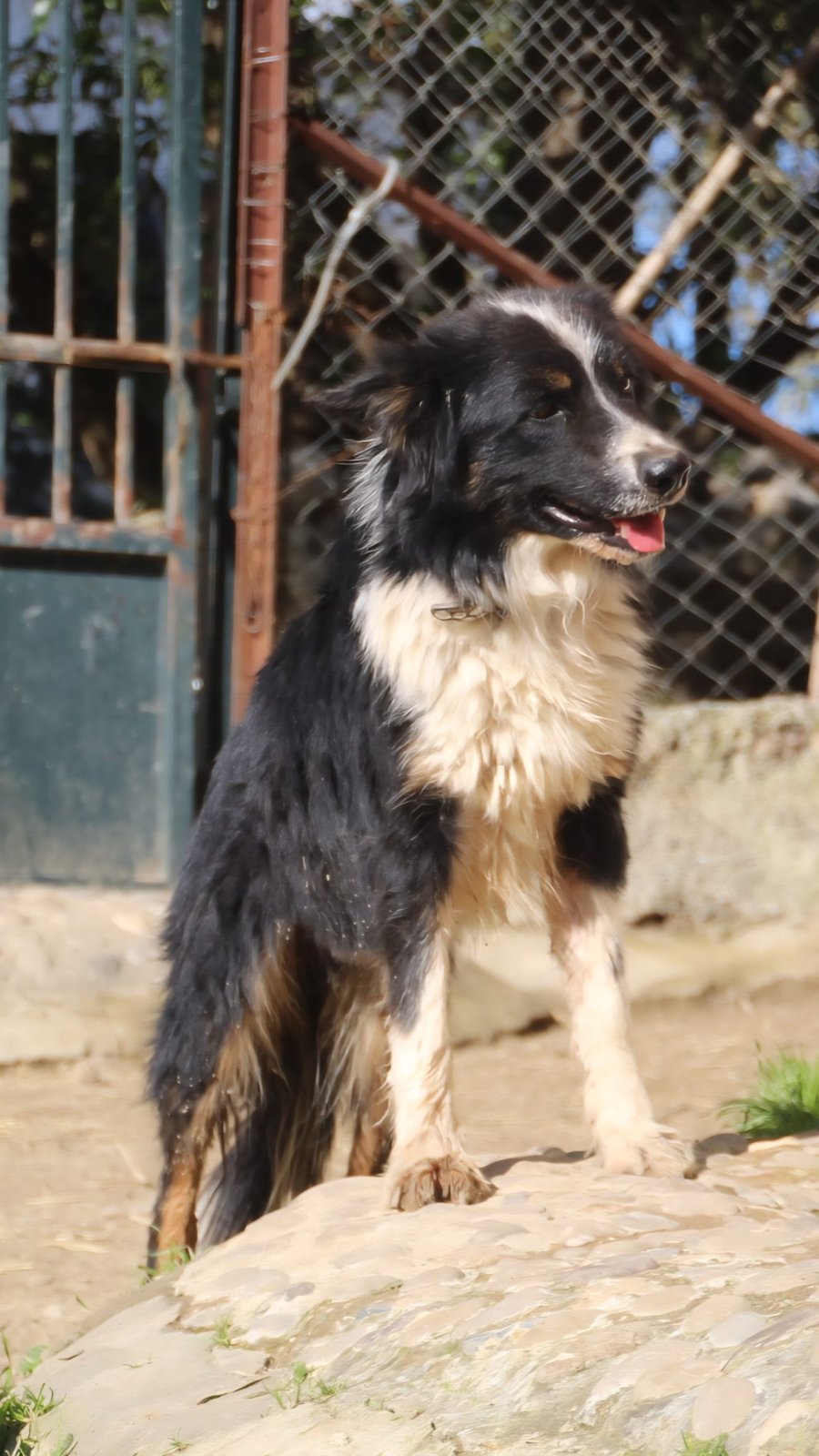 Ronan, Hund aus dem Tierschutz