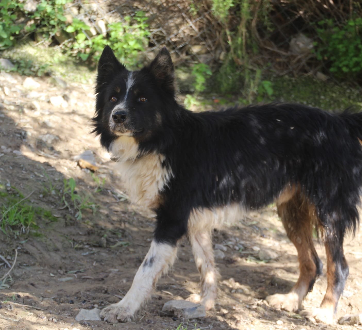 Ronan, Hund aus dem Tierschutz