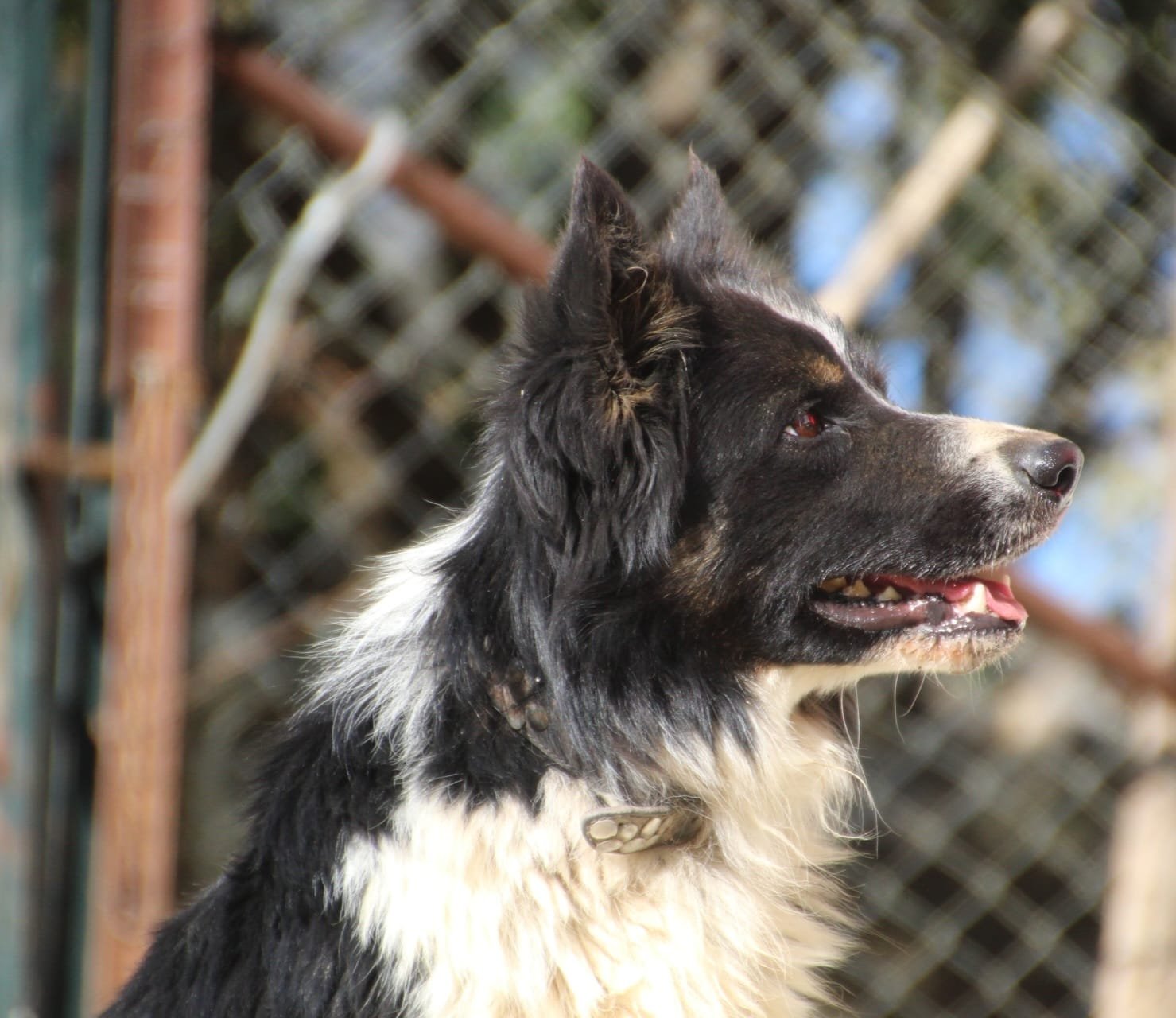 Ronan, Hund aus dem Tierschutz