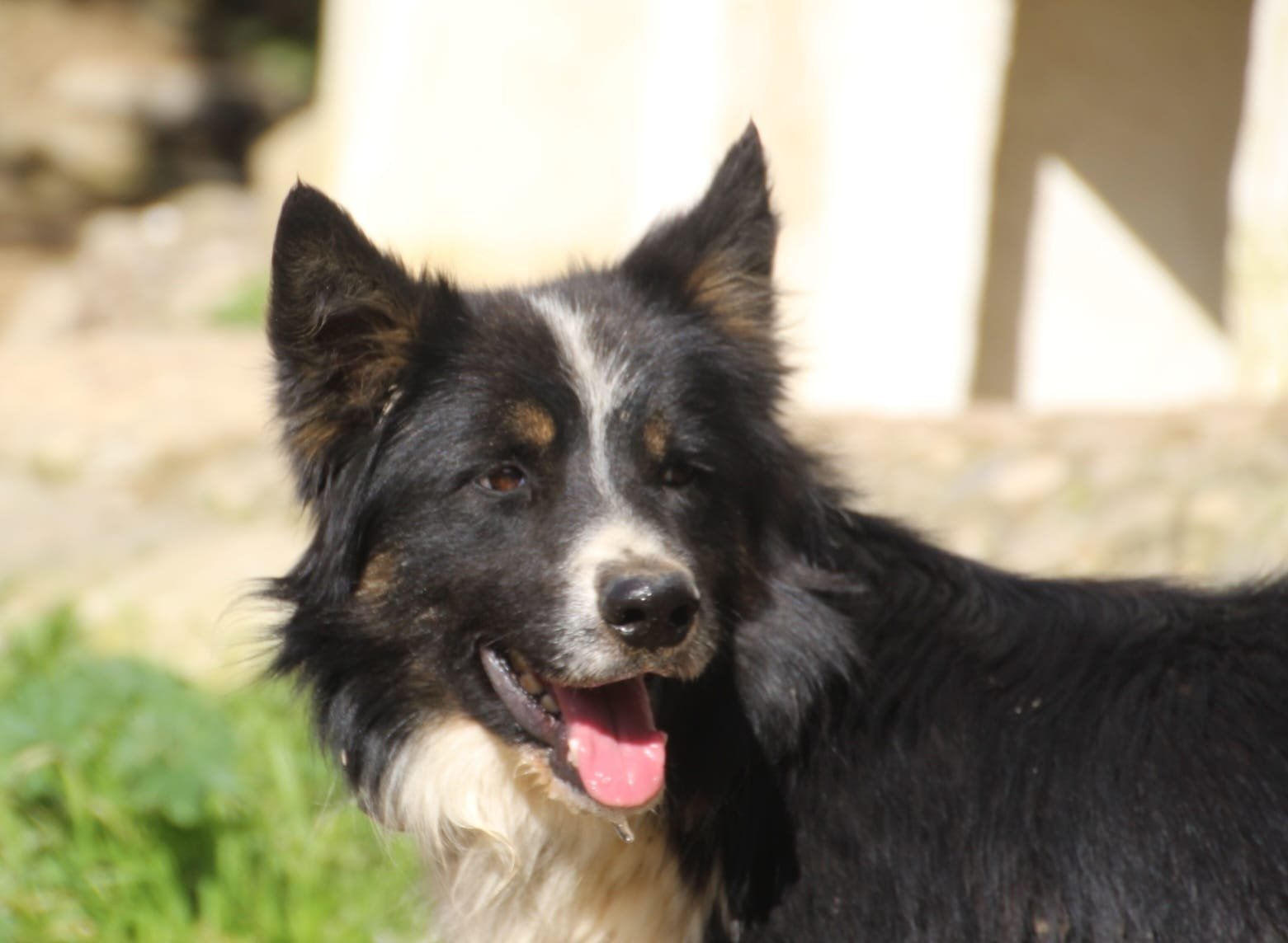 Ronan, Hund aus dem Tierschutz