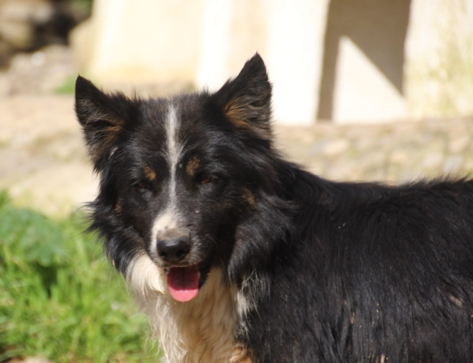 Ronan, Hund aus dem Tierschutz