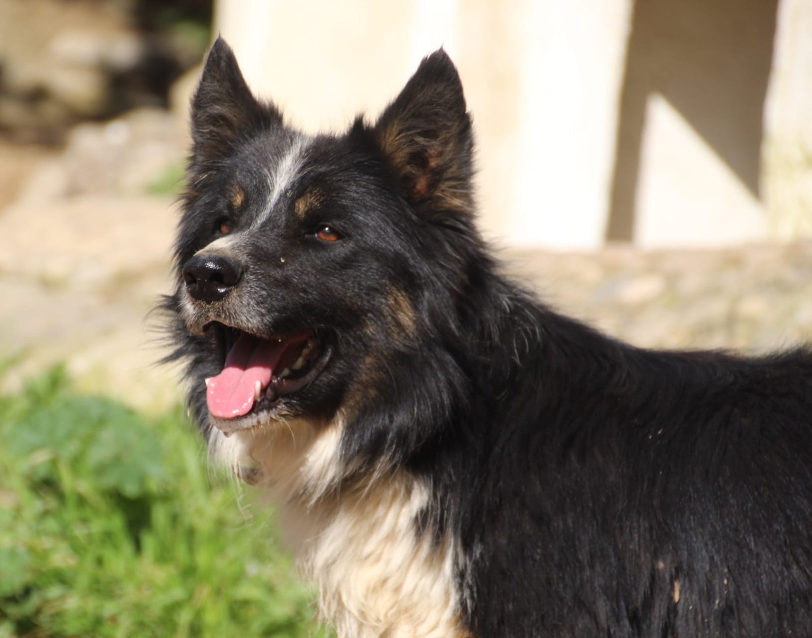 Ronan, Hund aus dem Tierschutz