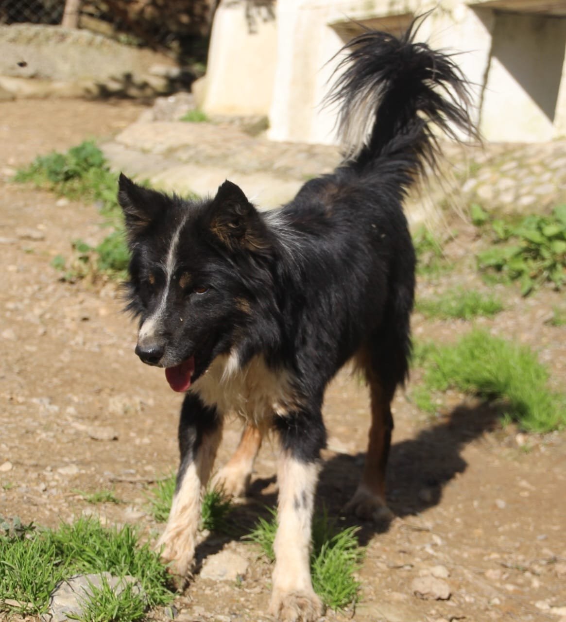 Ronan, Hund aus dem Tierschutz