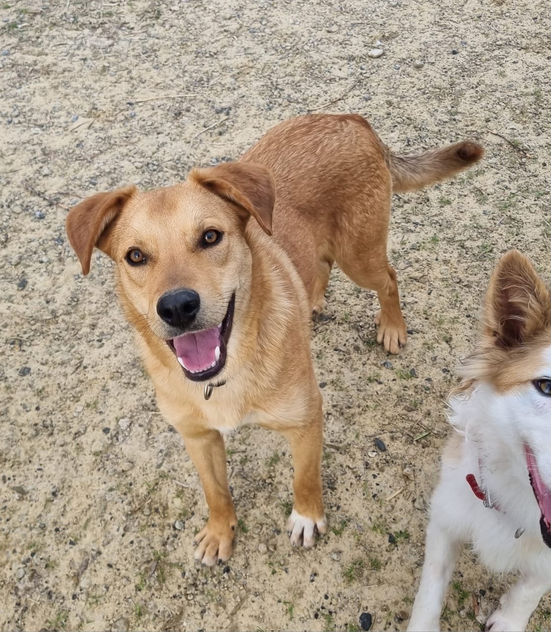 Rubio, Hund aus dem Tierschutz