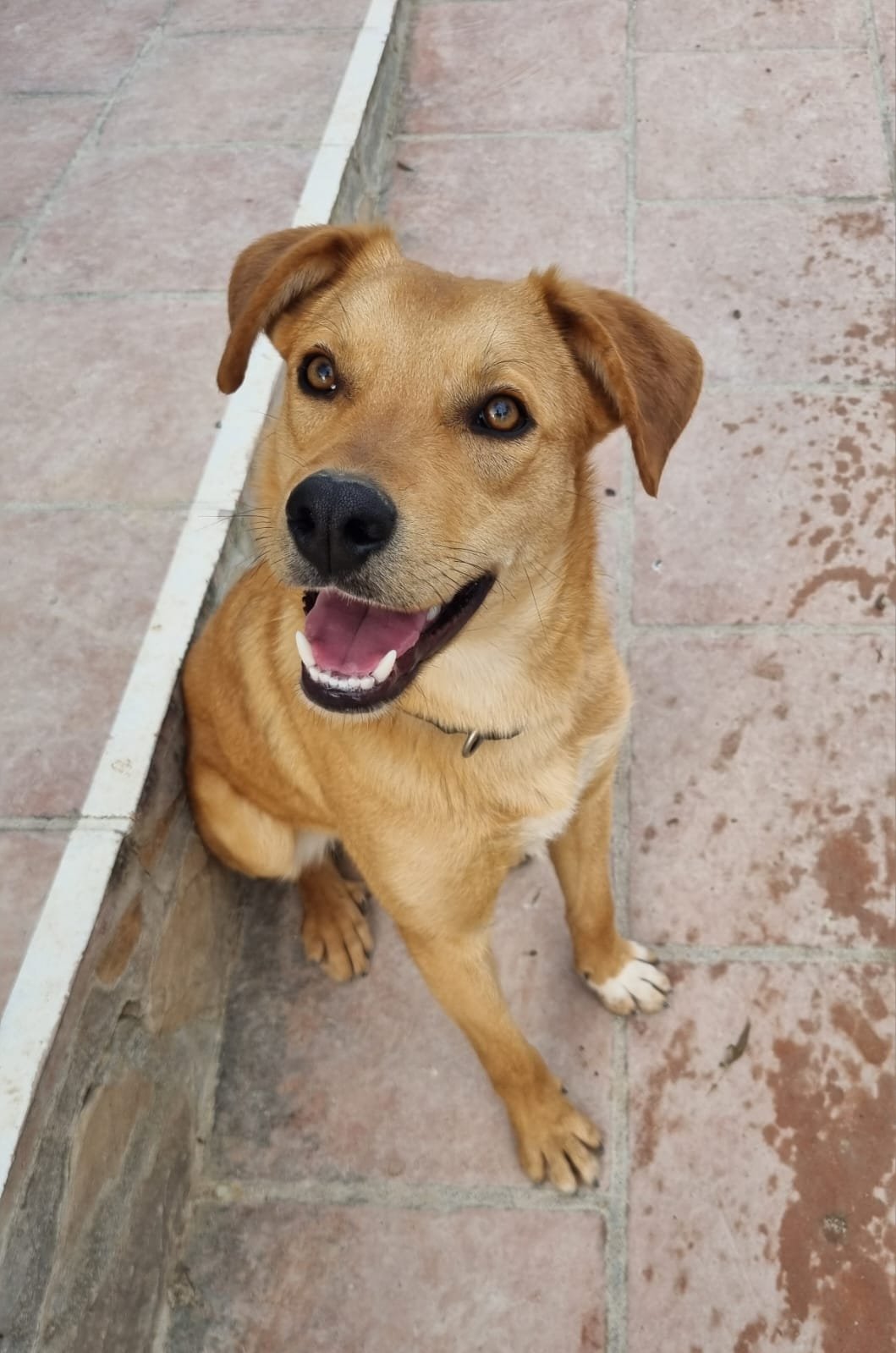 Rubio, Hund aus dem Tierschutz