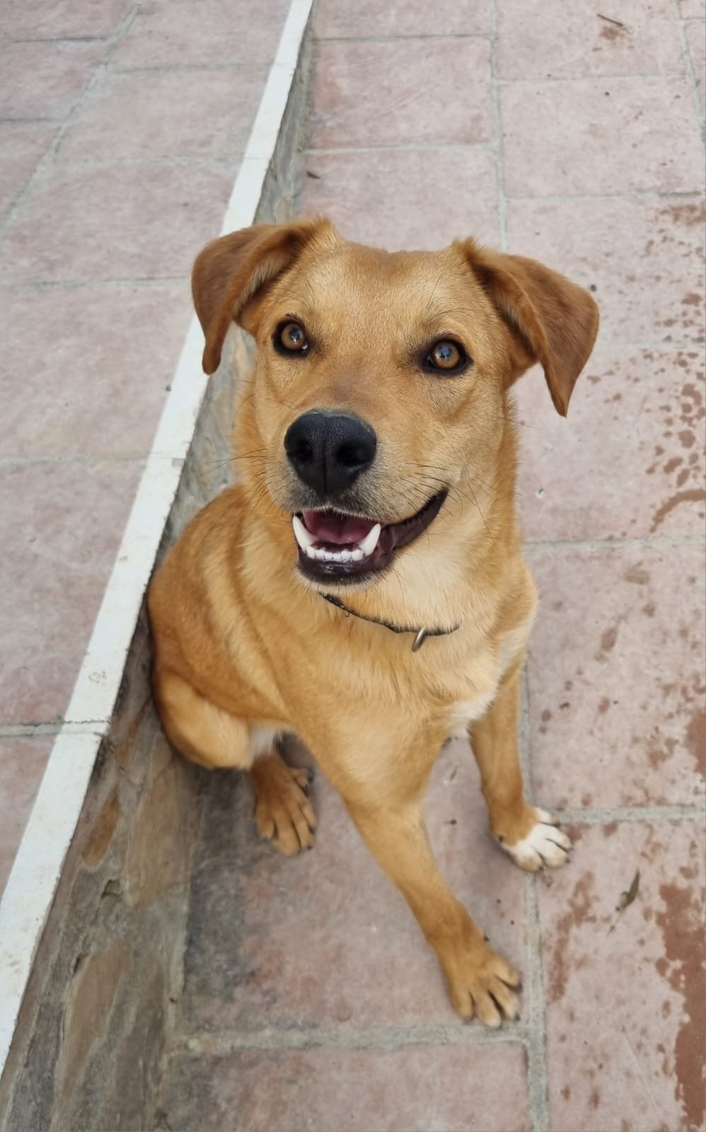 Rubio, Hund aus dem Tierschutz