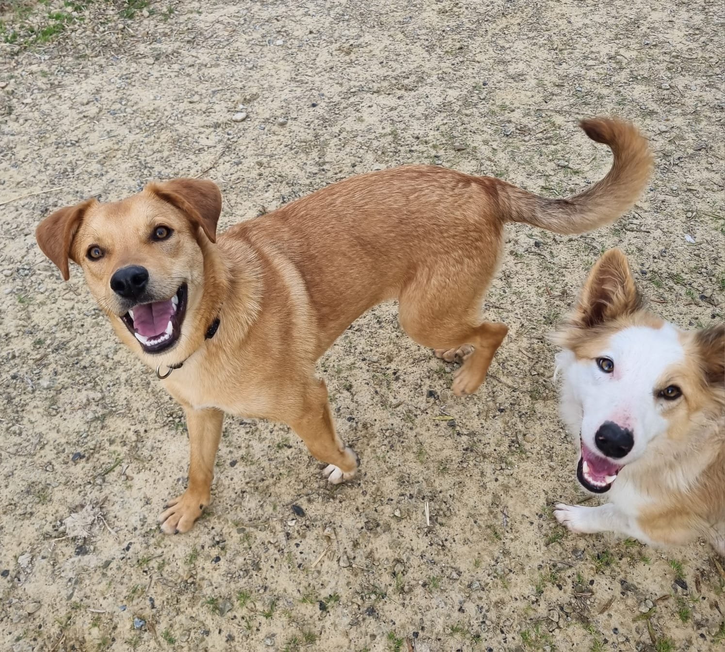 Rubio, Hund aus dem Tierschutz