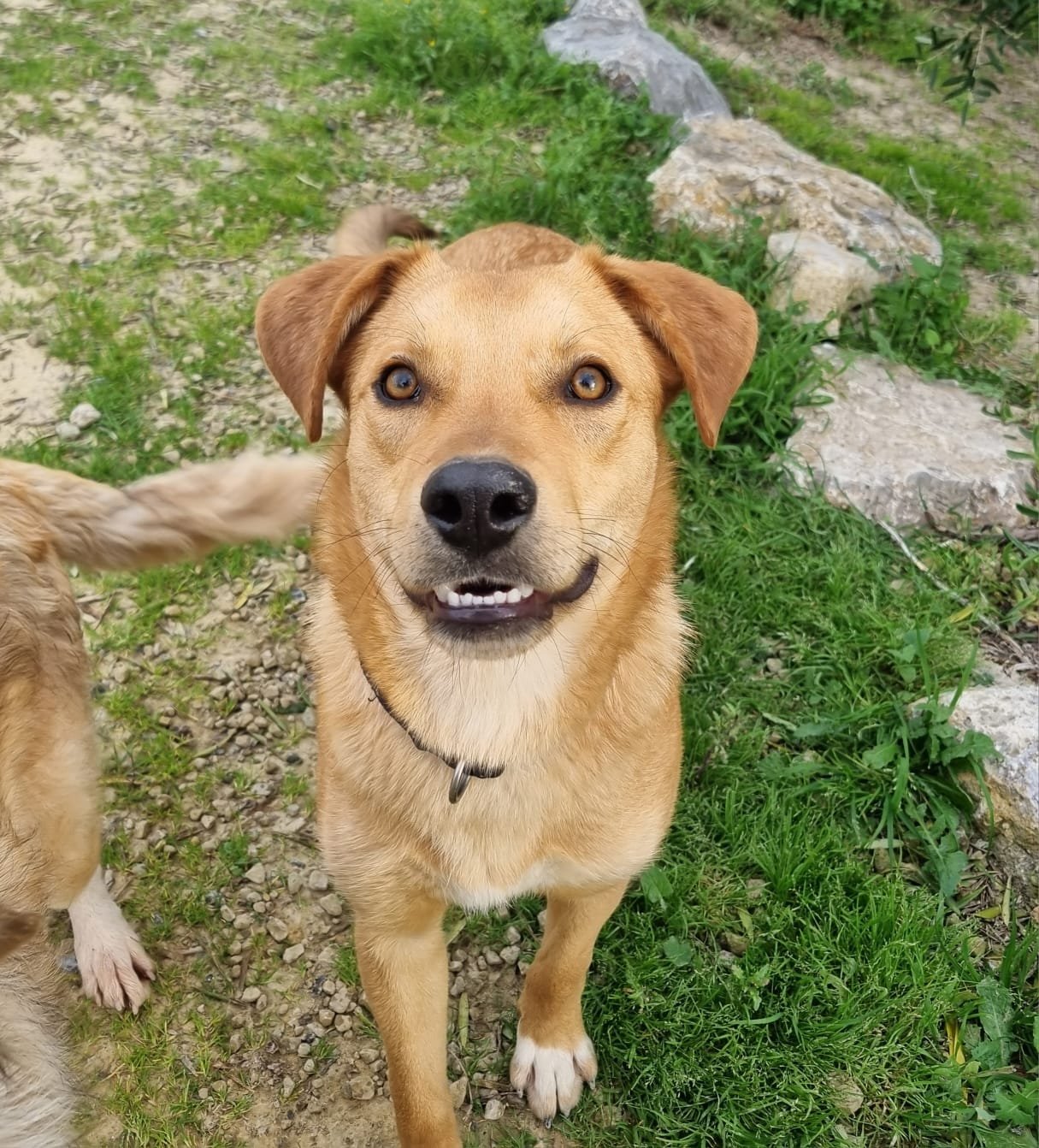 Rubio, Hund aus dem Tierschutz
