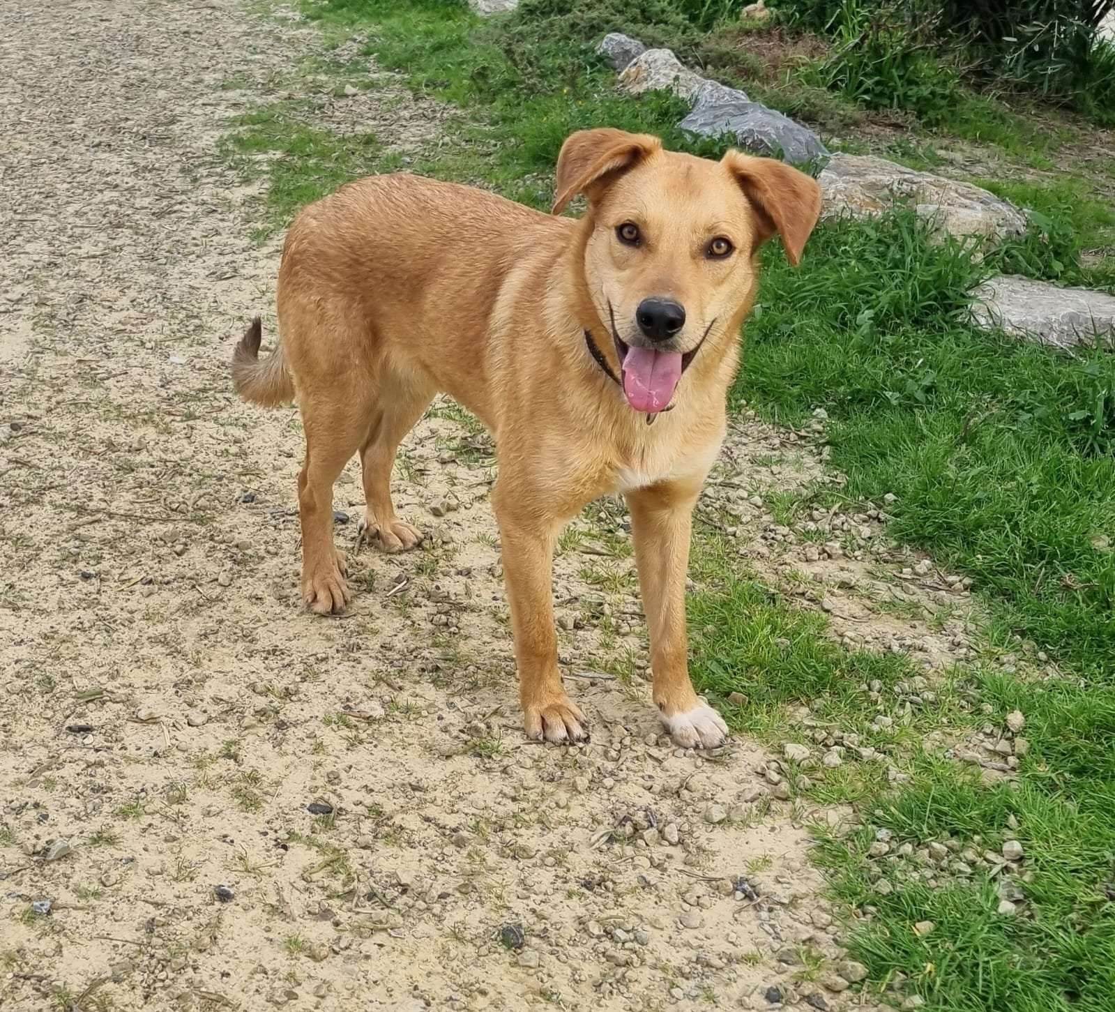 Rubio, Hund aus dem Tierschutz