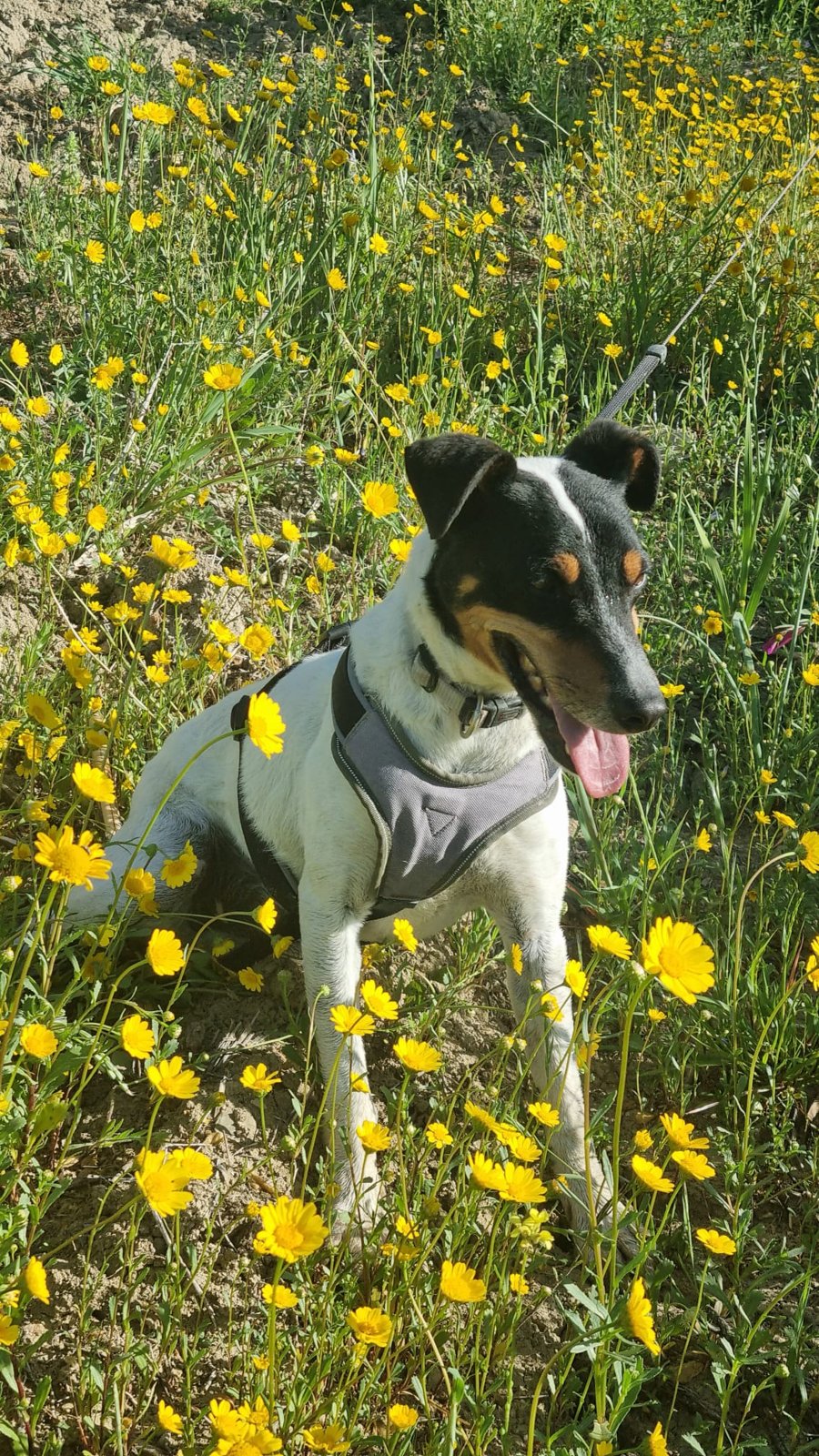 Turon, Hund aus dem Tierschutz