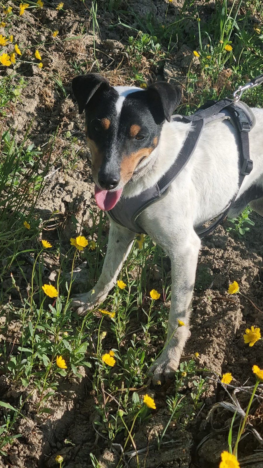Turon, Hund aus dem Tierschutz